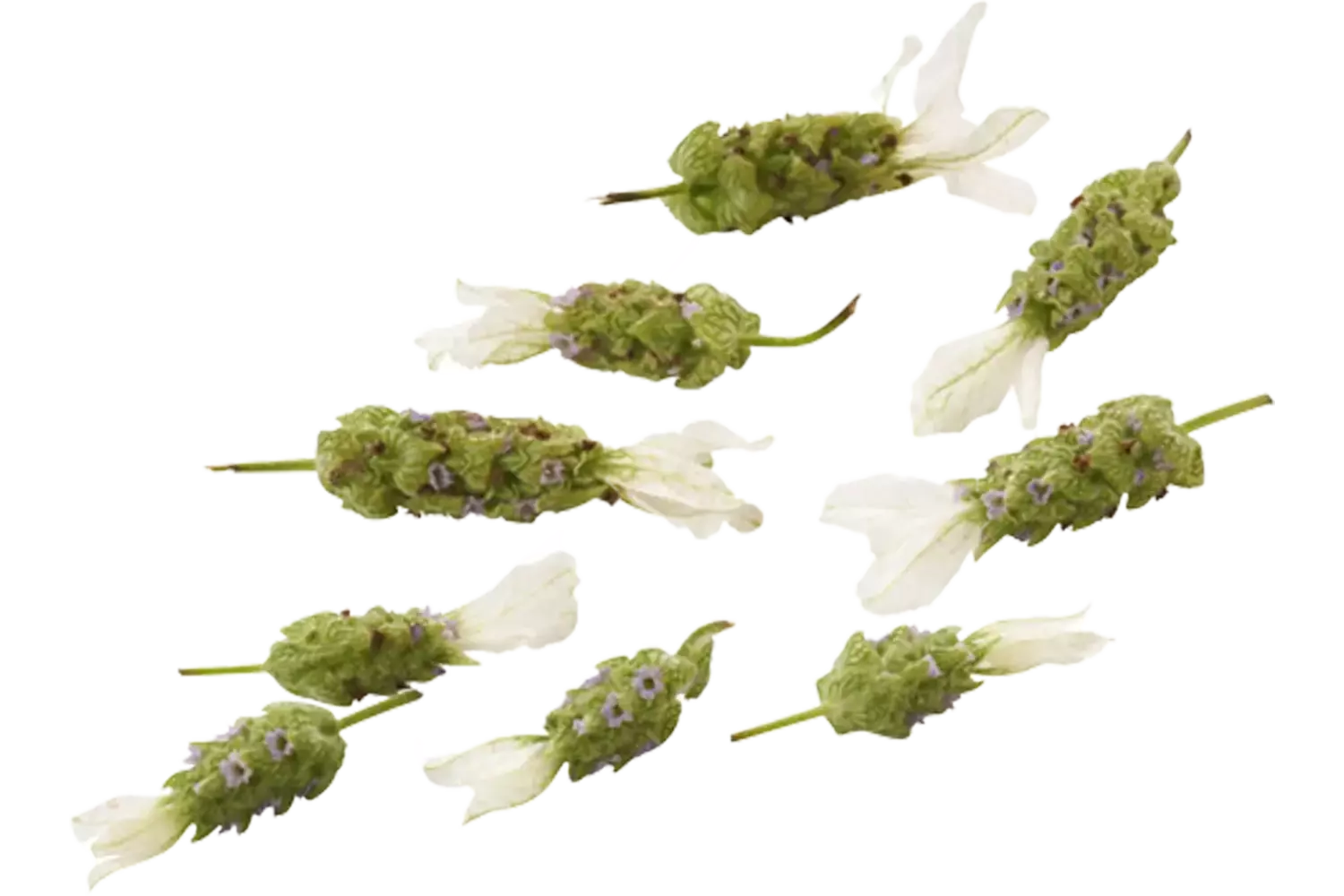Eetbare bloem Lavendel wit 20st. stuk 1