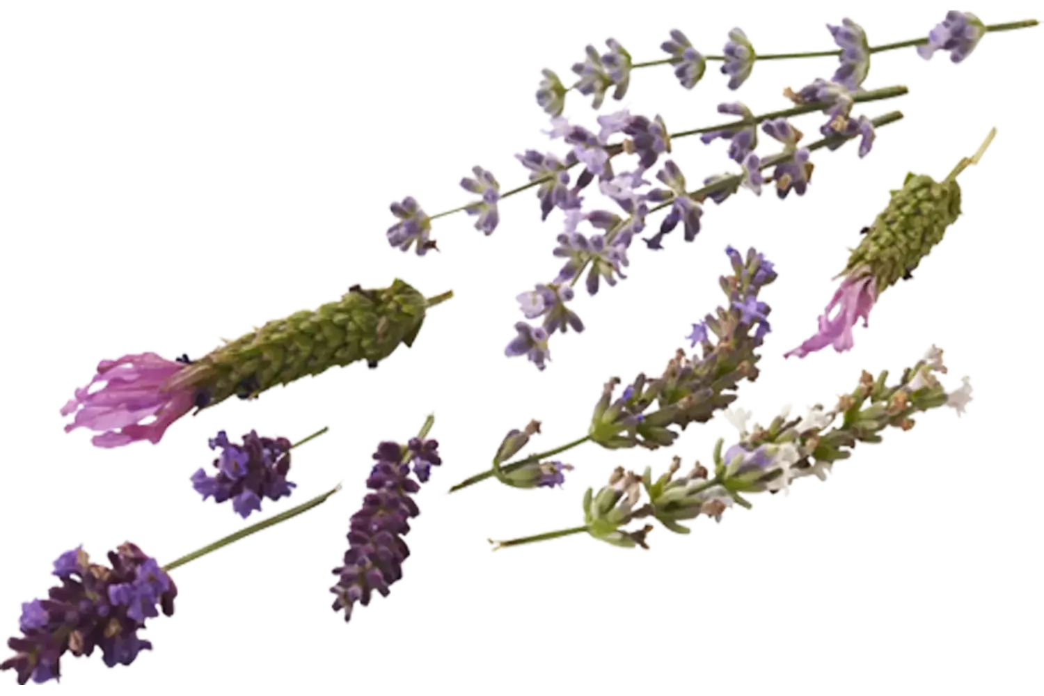 Eetbare bloem Lavendel mix 20st. stuk 1