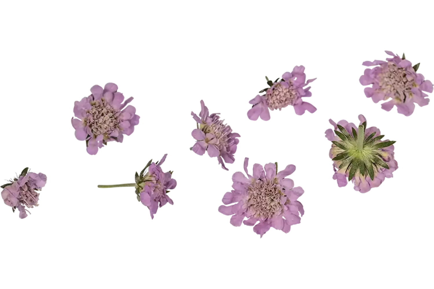 Eetbare bloem Duifkruidbloem lila 8st. stuk 1