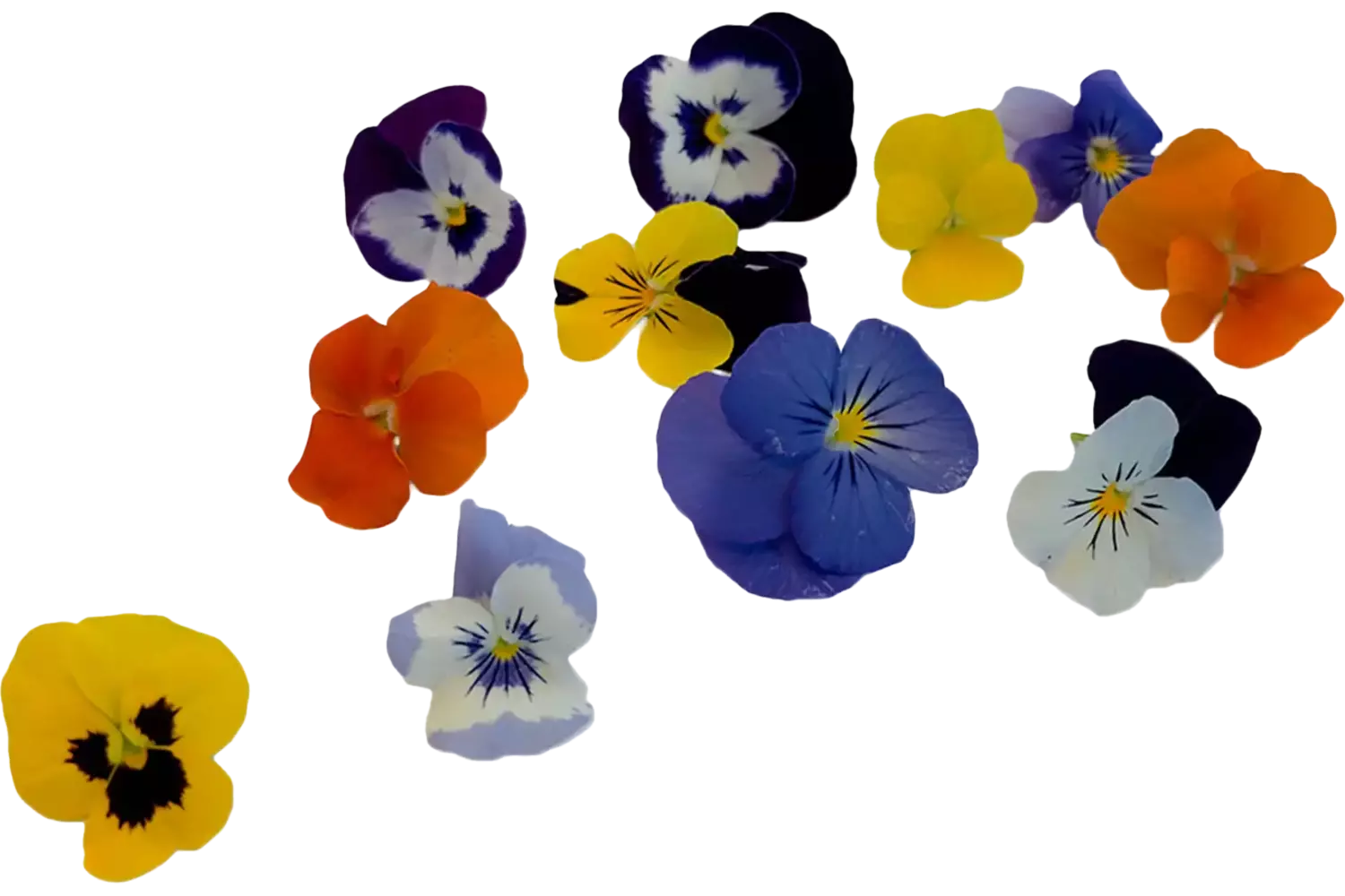 Eetbare bloem Viool mix 25st. stuk 1