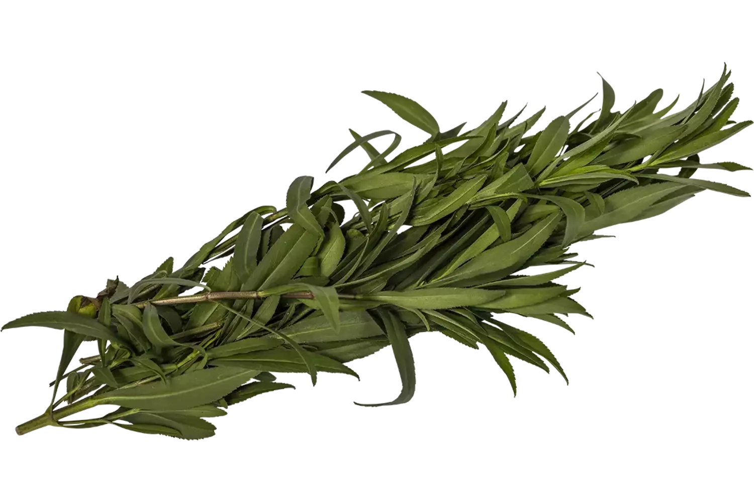 Mexicaanse dragon 50gr stuk 1