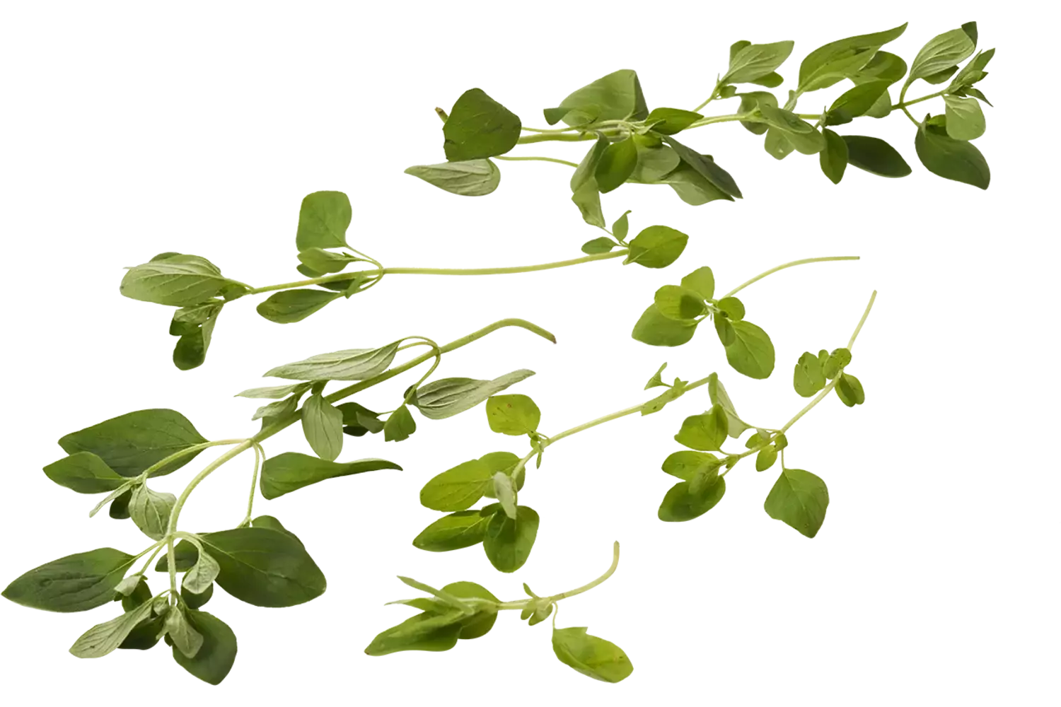 Wilde Marjolein 20gr. stuk 1
