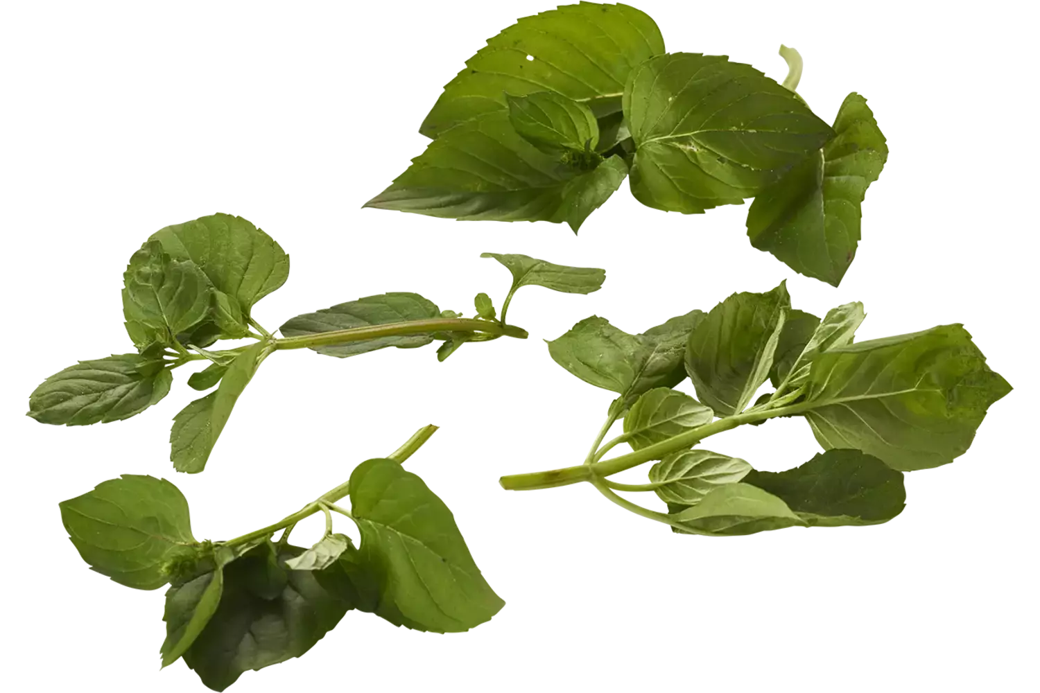 Mandarijn munt 20gr. stuk 1