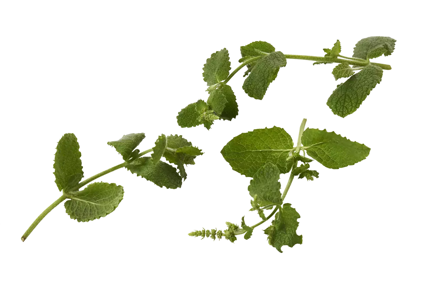 Ananasmunt 20gr. stuk 1