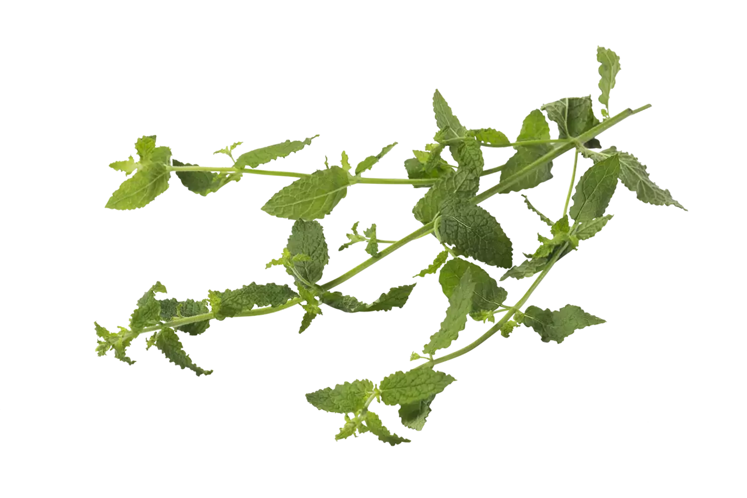 Aardbeien munt 20gr. stuk 1