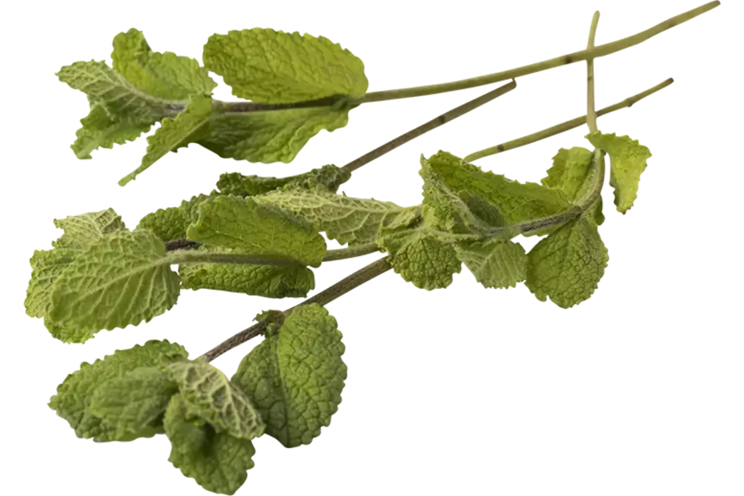 Appelmunt 20gr. stuk 1