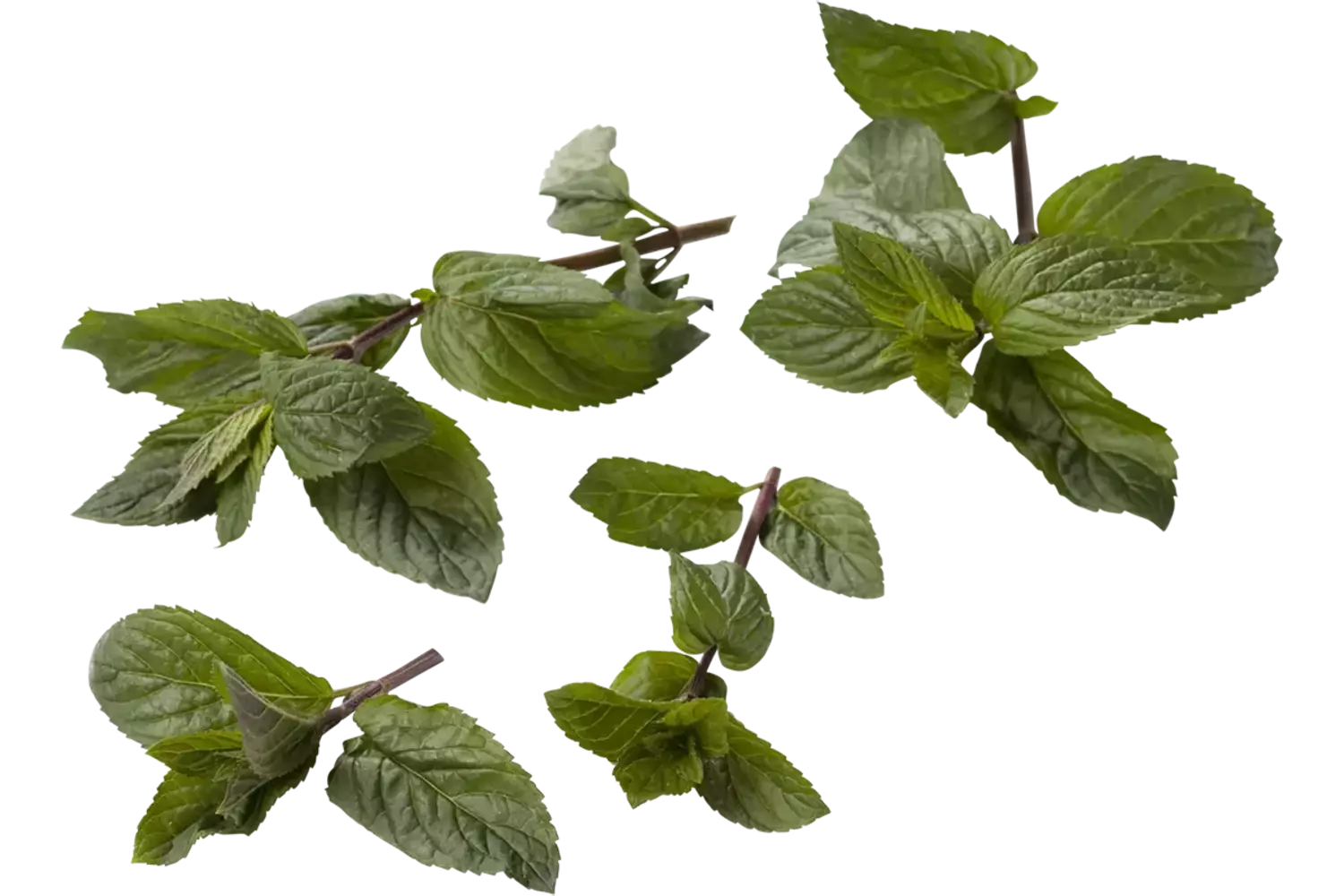 Chocolade munt 20gr. stuk 1