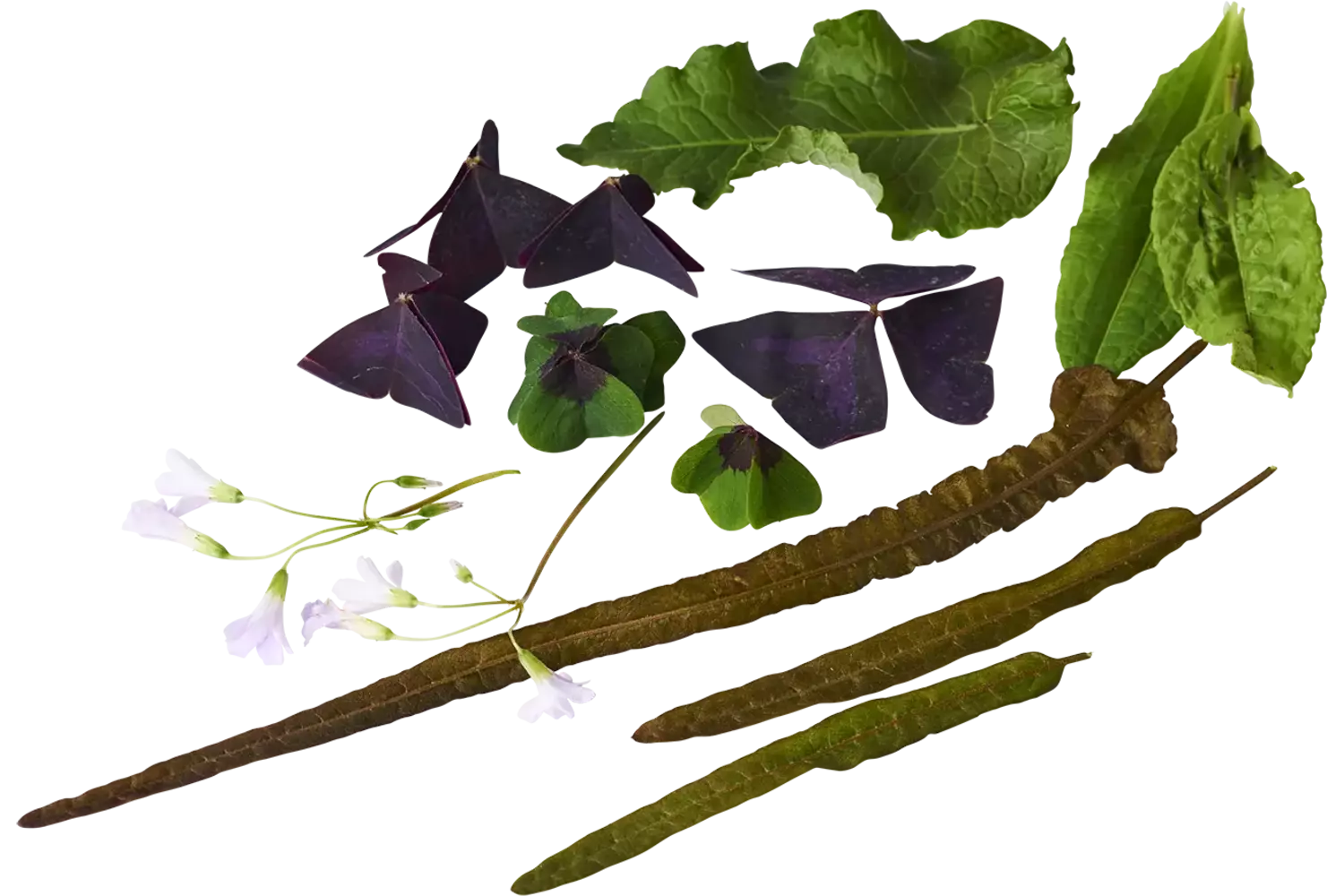 Zuring mix  +-- 30 blaadjes stuk 1