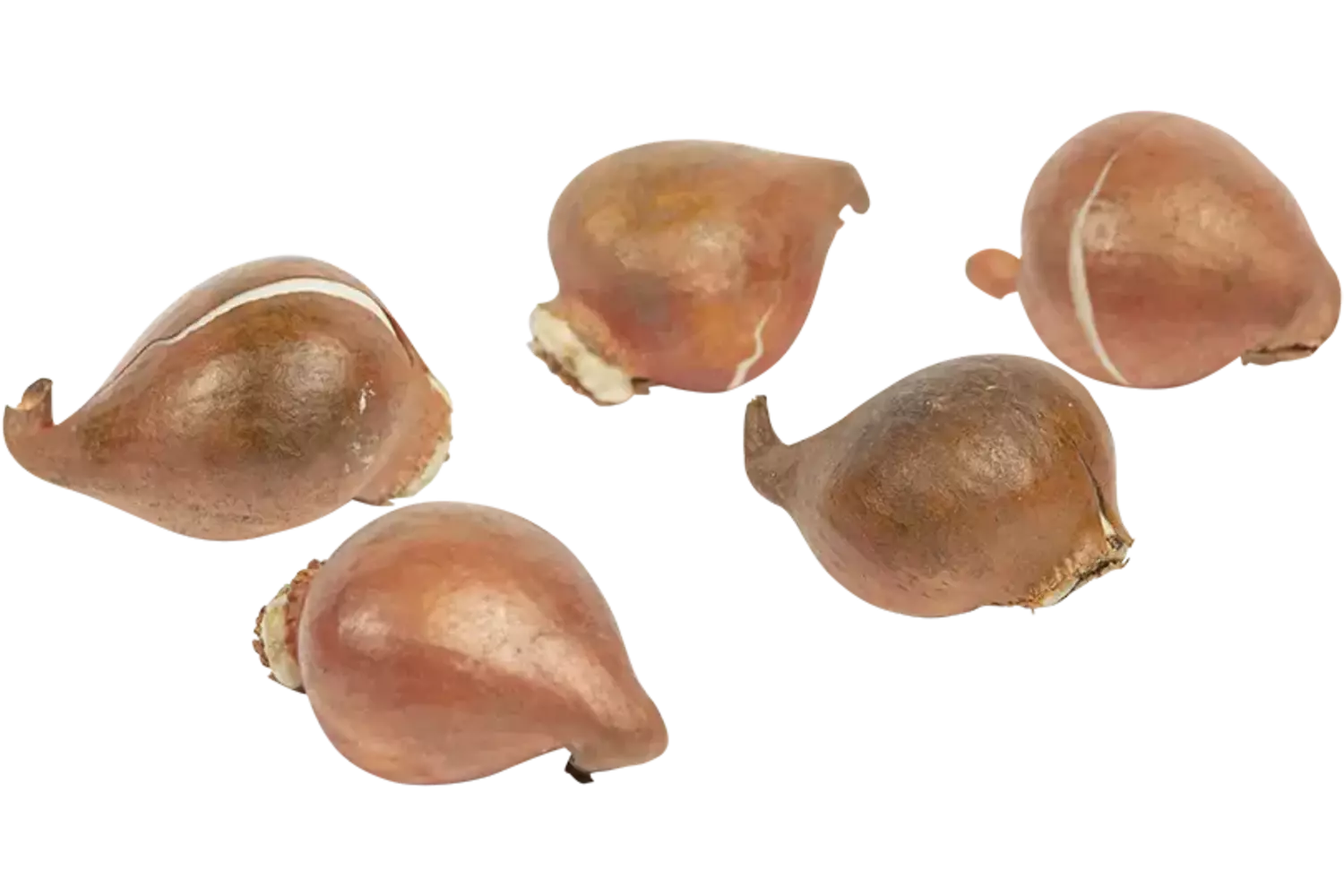 Tulpenbollen 250gr stuk 1