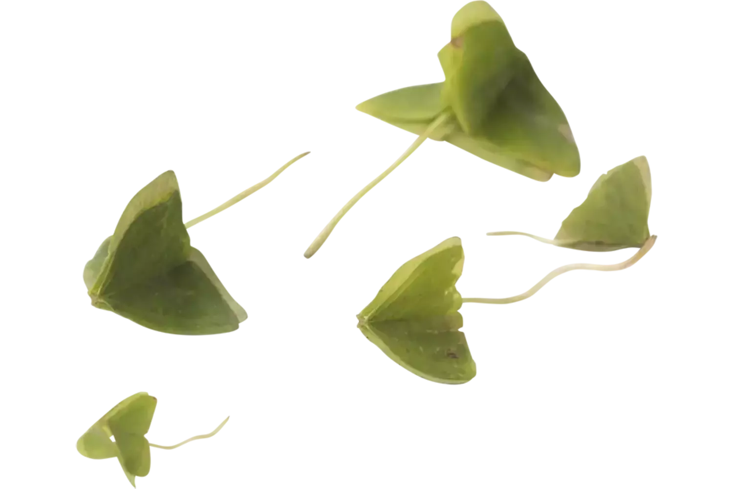 Klaverzuring groen +-- 100 blaadjes stuk 1
