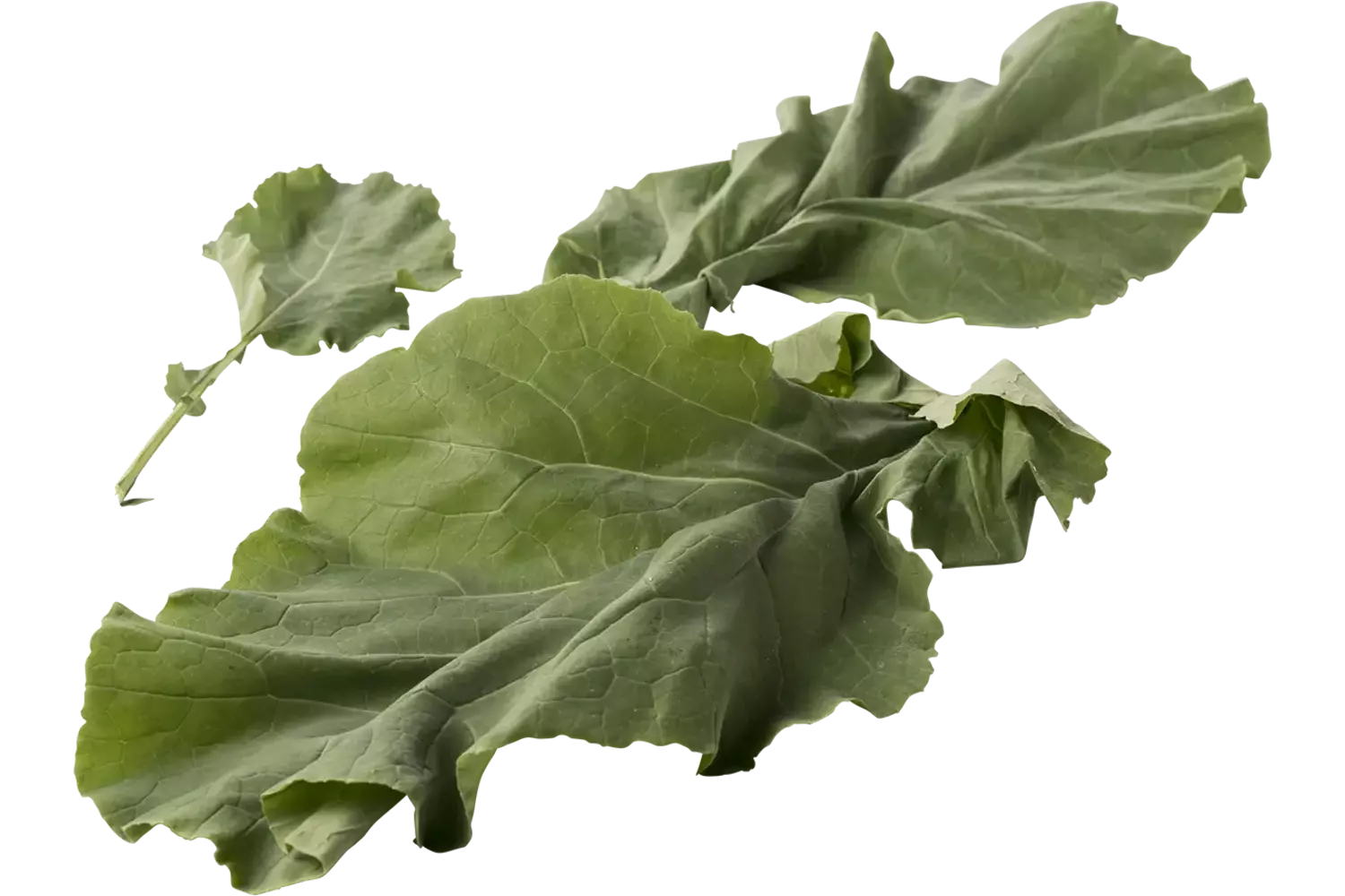 Bladkool 250gr. stuk 1