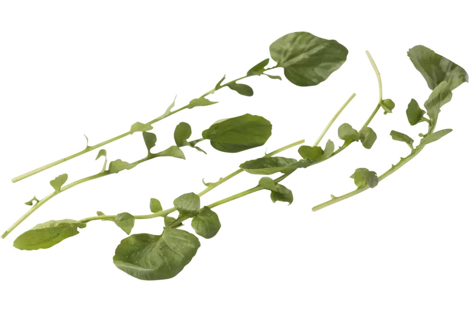 Barbarakruid 25gr. stuk 1