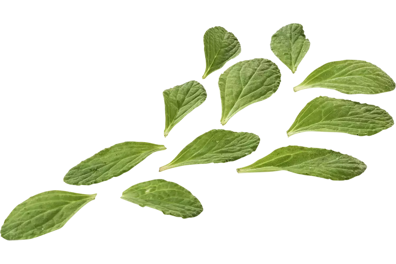 Mini borage kruid 50gr. stuk 1