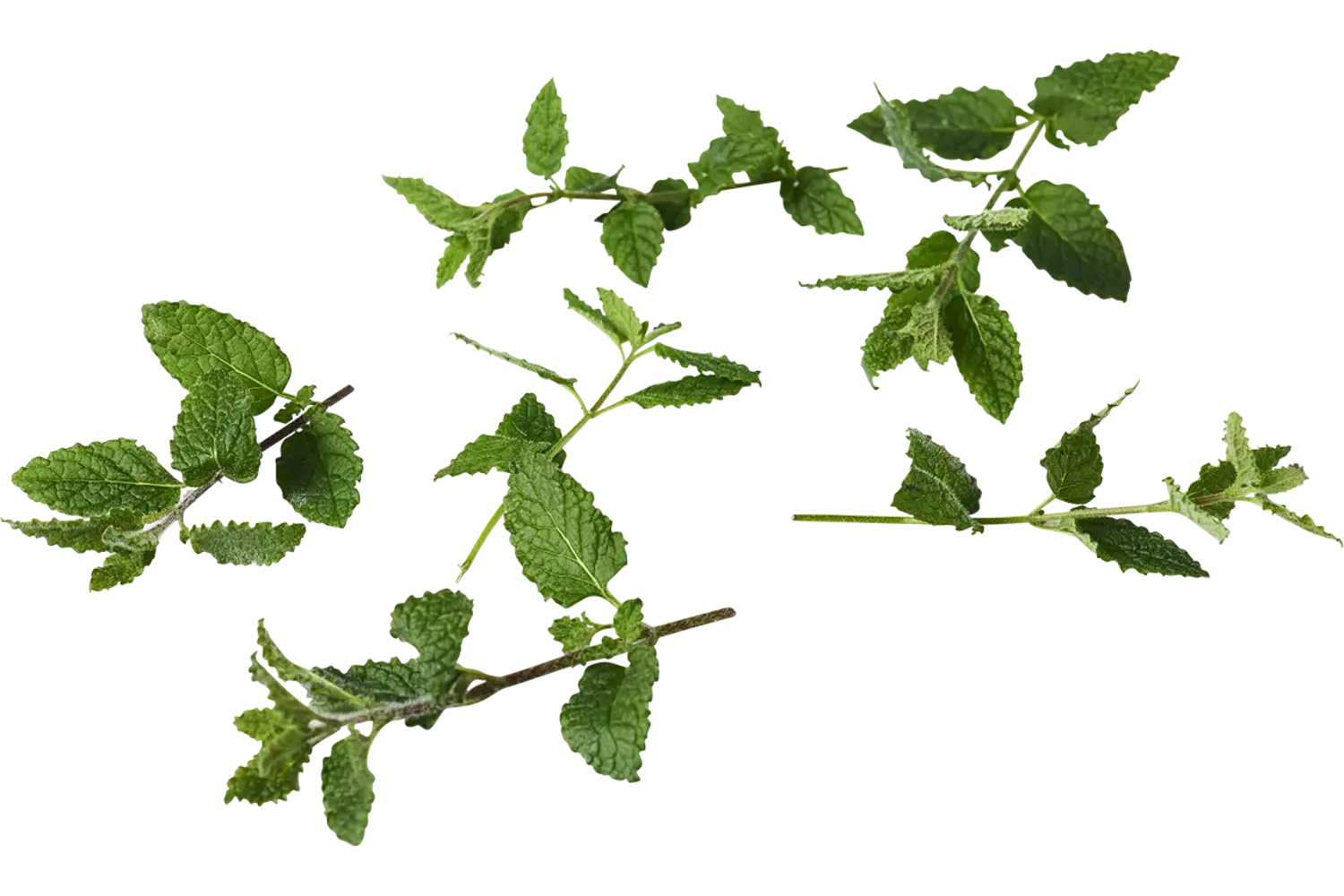 Keizers mint 30gr stuk 1