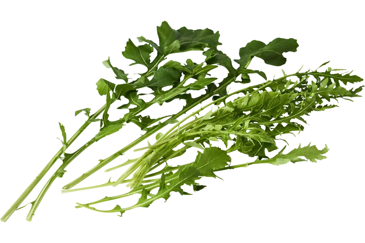 Rucola coltivata 50gr. stuk 1
