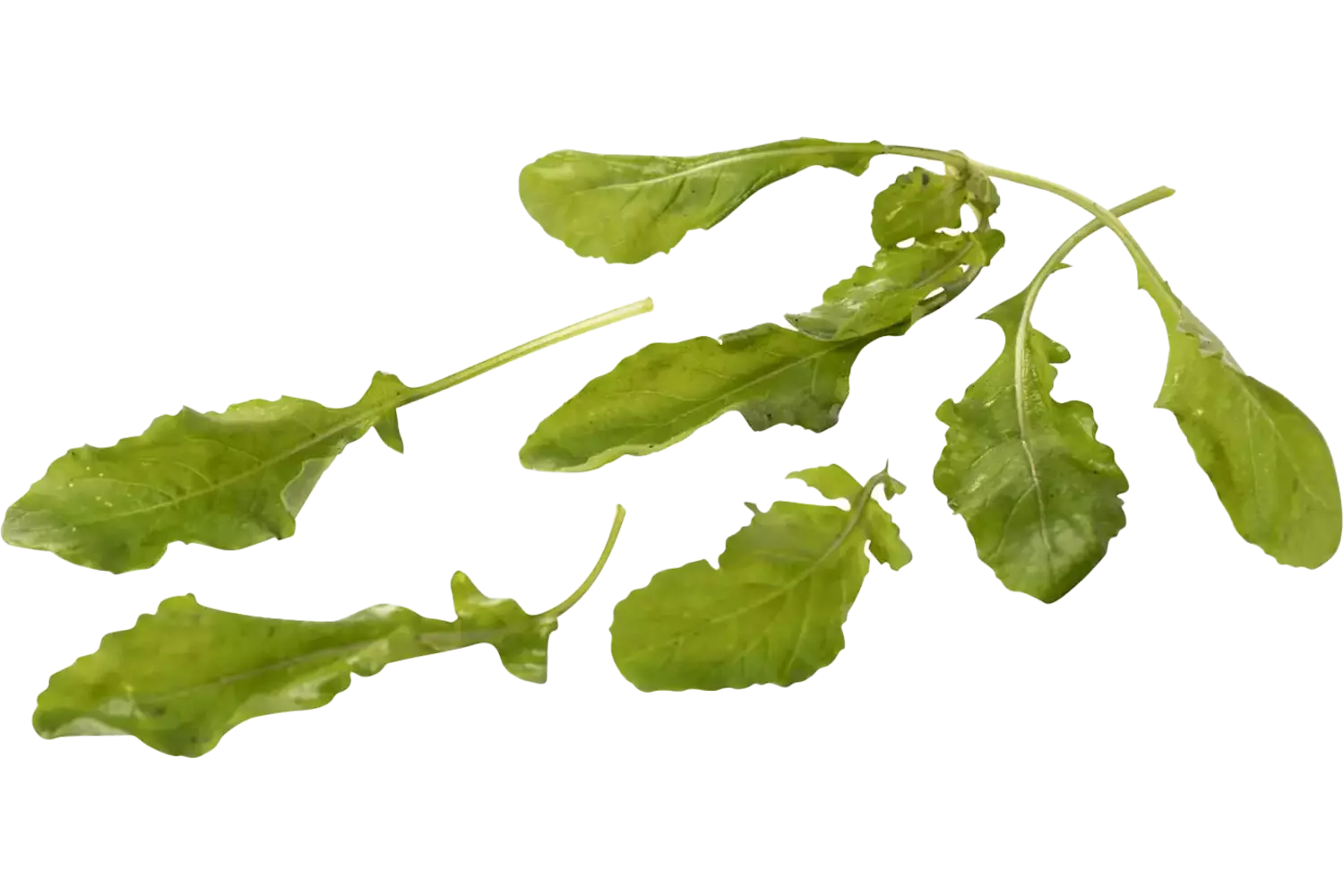 Wilde rucola 50gr. stuk 1
