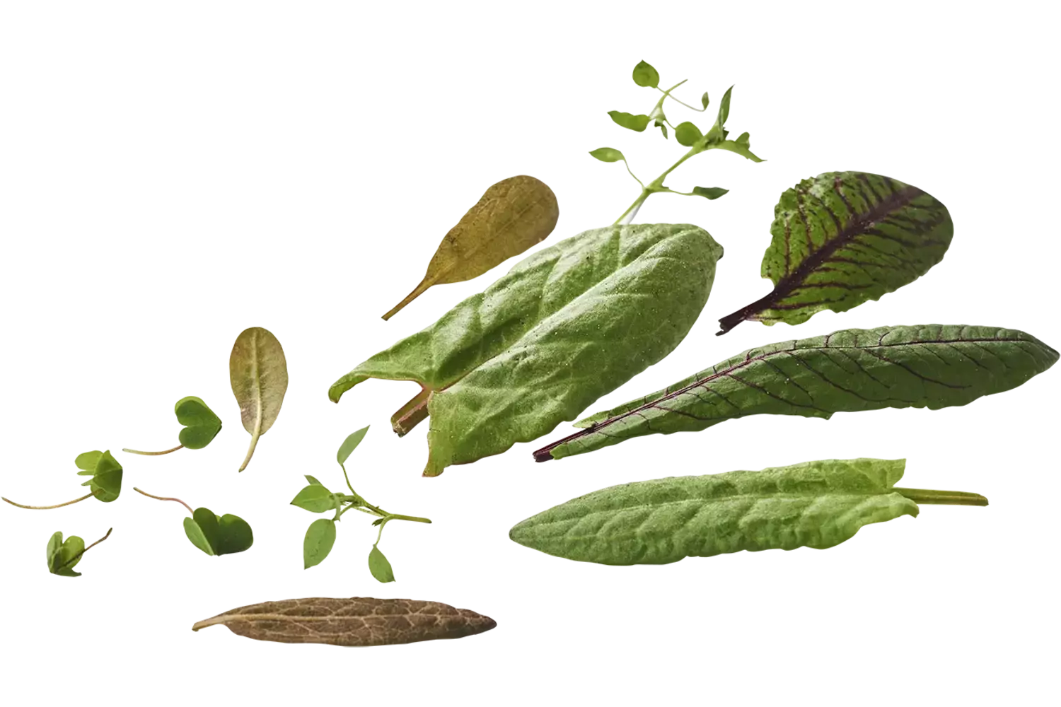 Mini zuring mix +-- 30 blaadjes stuk 1