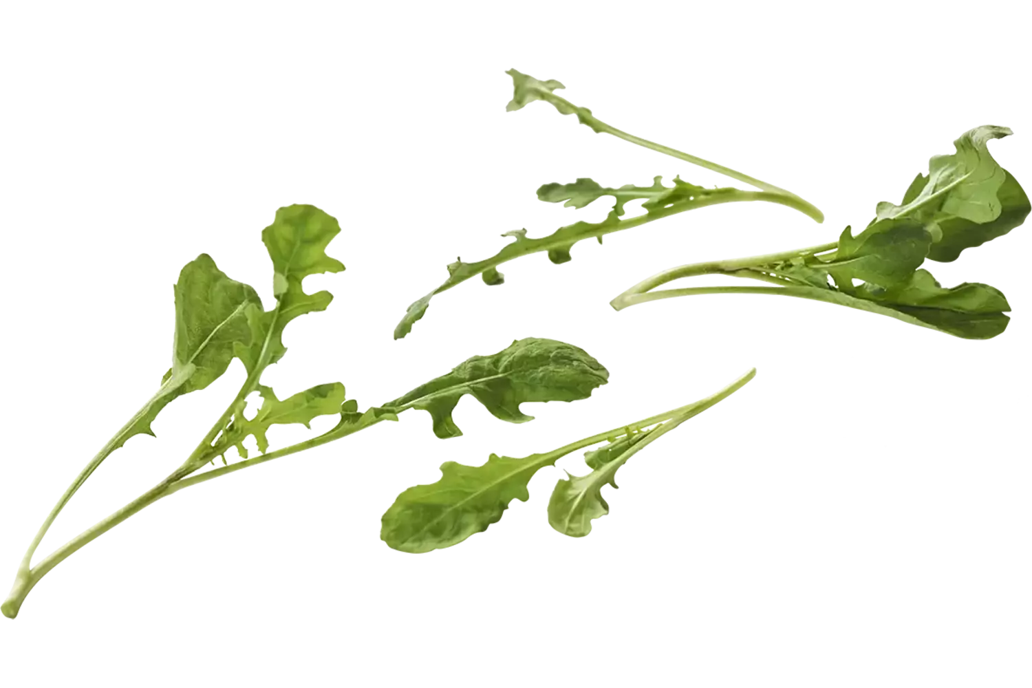 Mini wilde rucola 50gr. stuk 1
