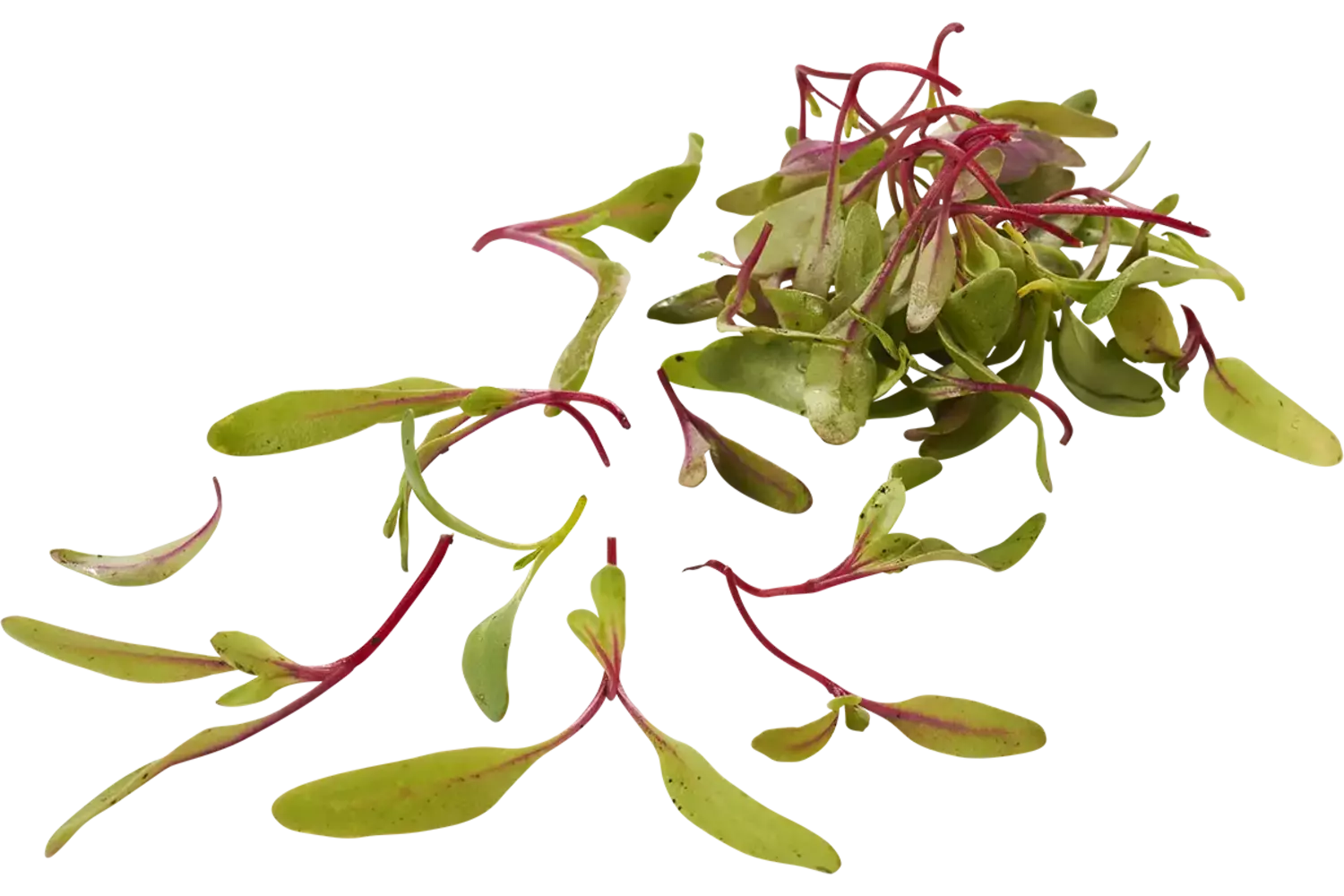Bieten mix cress 20gr. stuk 1