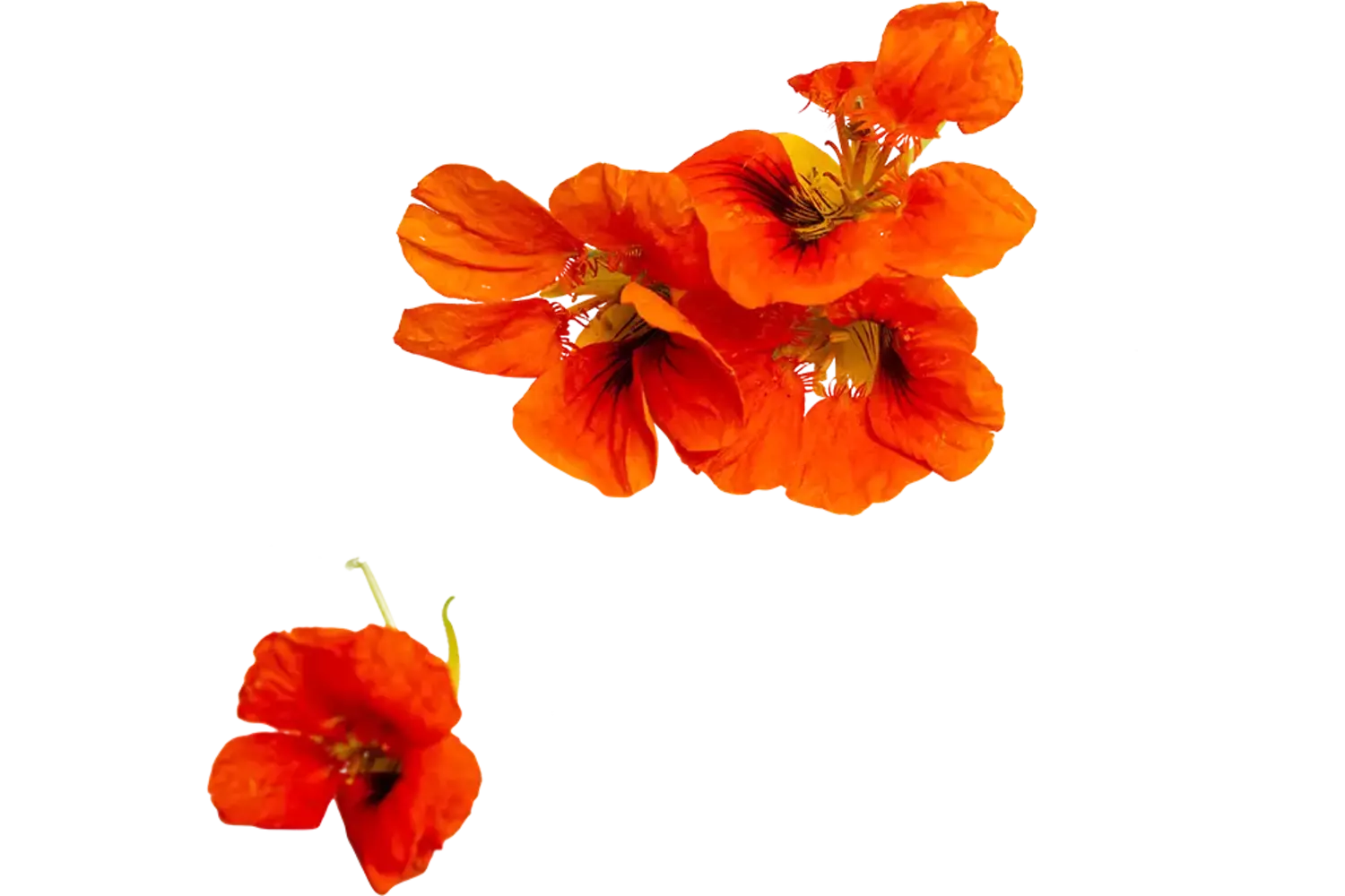 Oost indische kers rood 10st. stuk 1