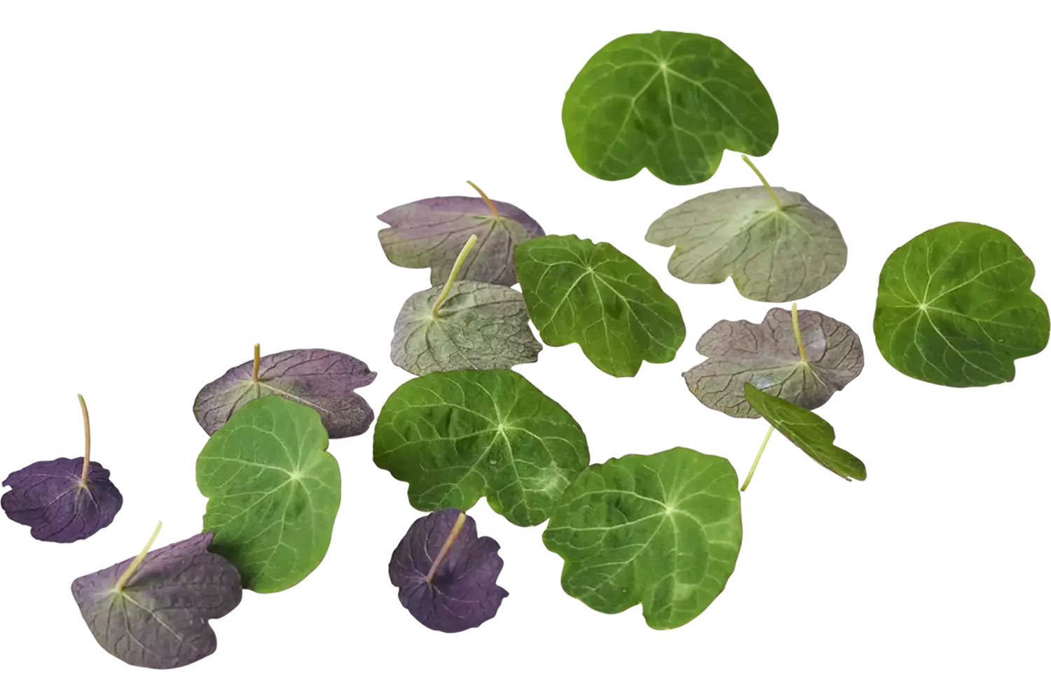 Oost indische kers blad 30 stuks 1
