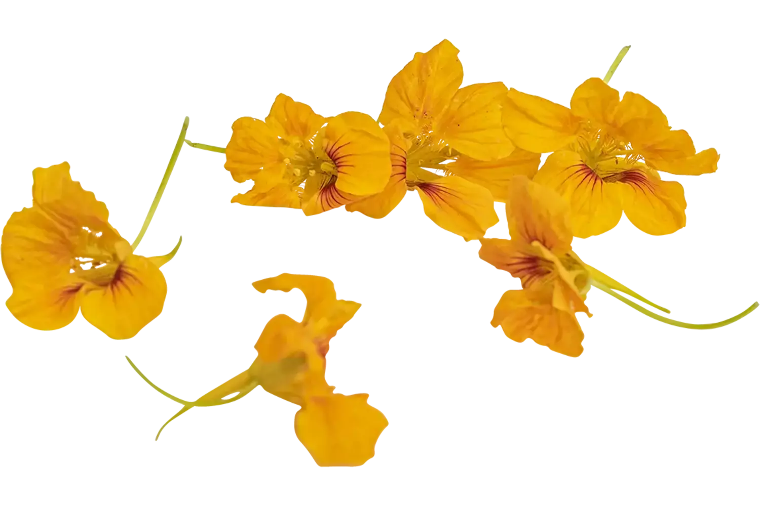 Oost indische kers oranje 15st. stuk 1