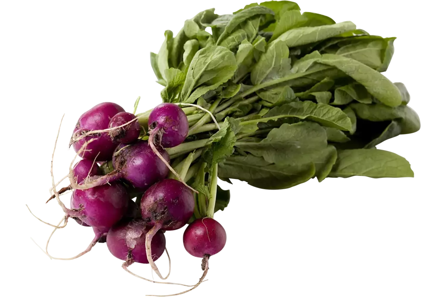 Radijs paars stuk 1