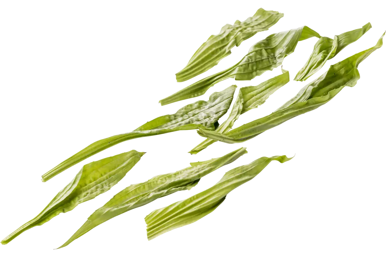 Weegbree 20gr. stuk 1