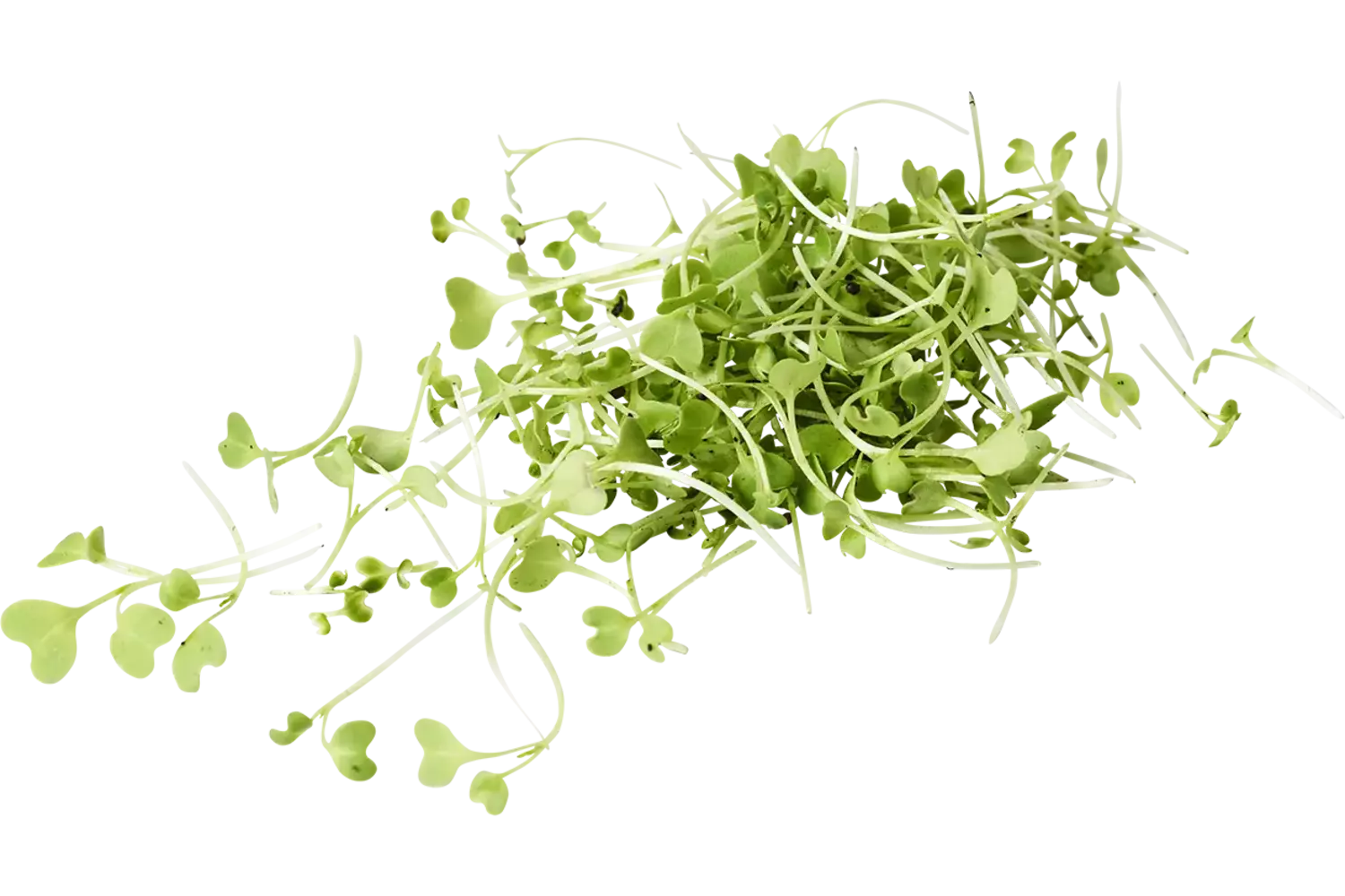Mosterd cress 20gr stuk 1
