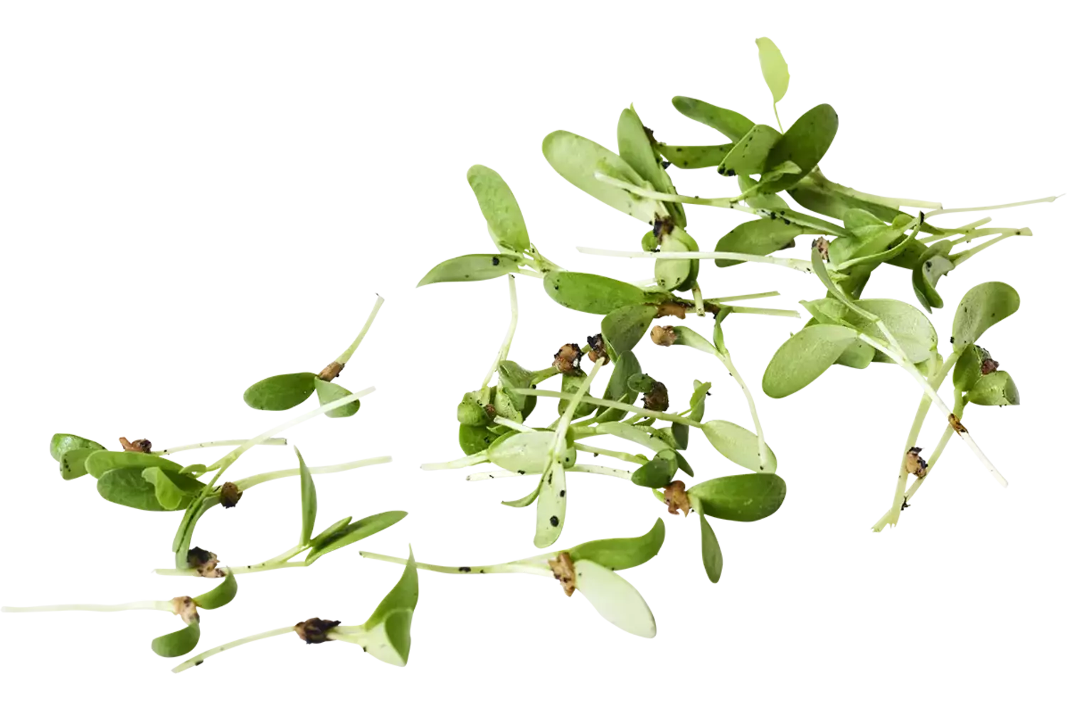 Fenegriek cress +-- 100 st stuk 1