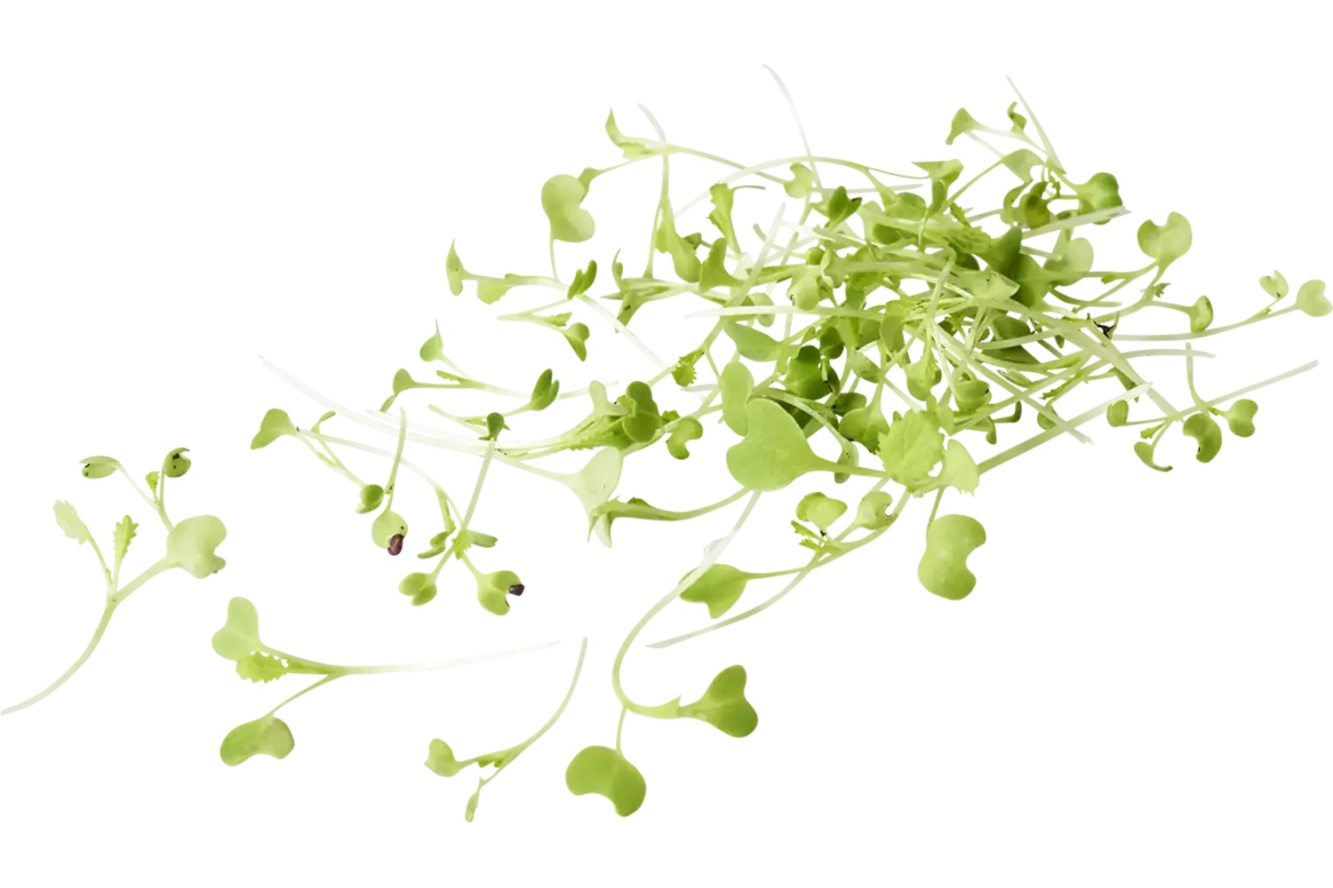 Radijs cress 20gr stuk 1
