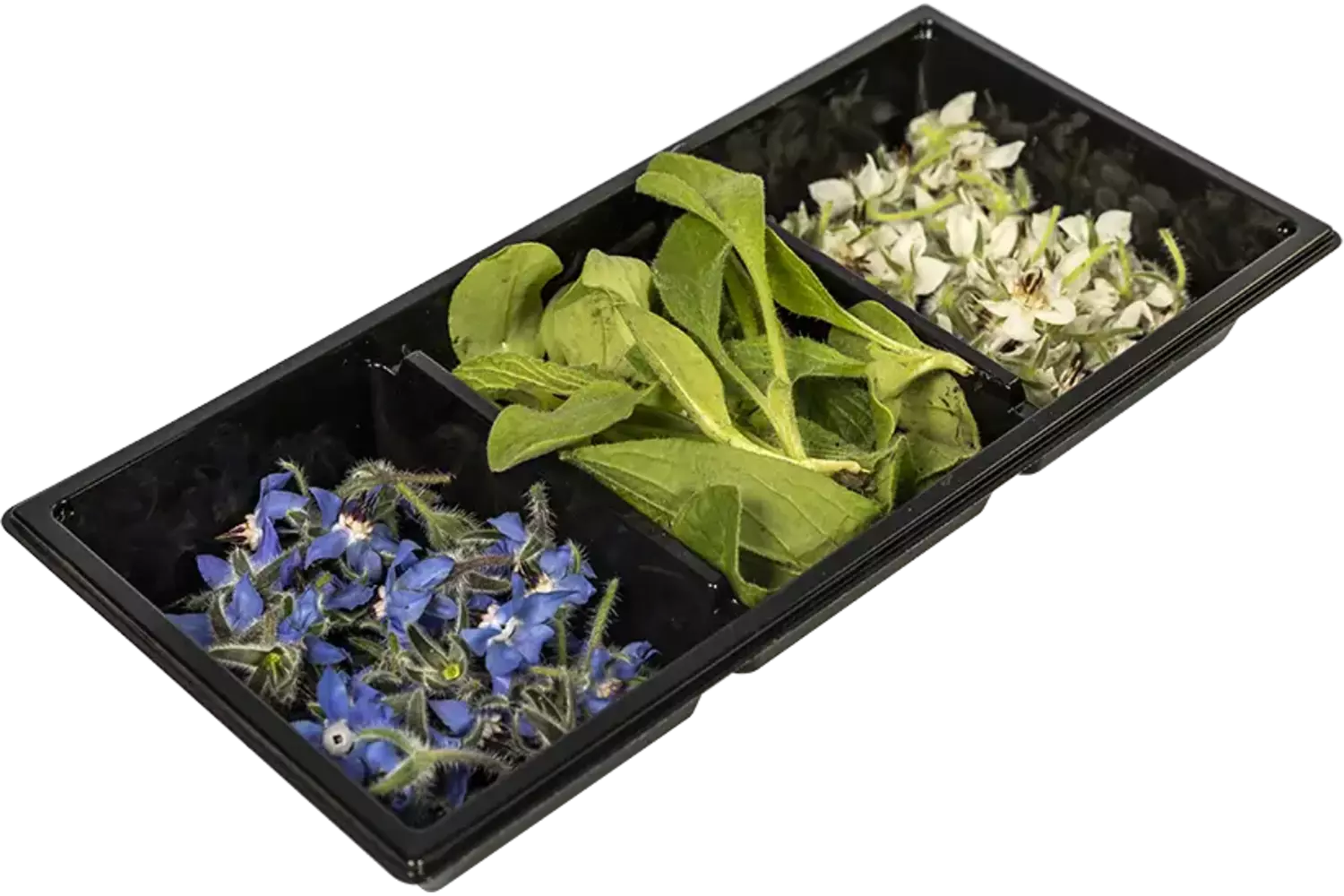Borage bloem trio 60st stuk 1