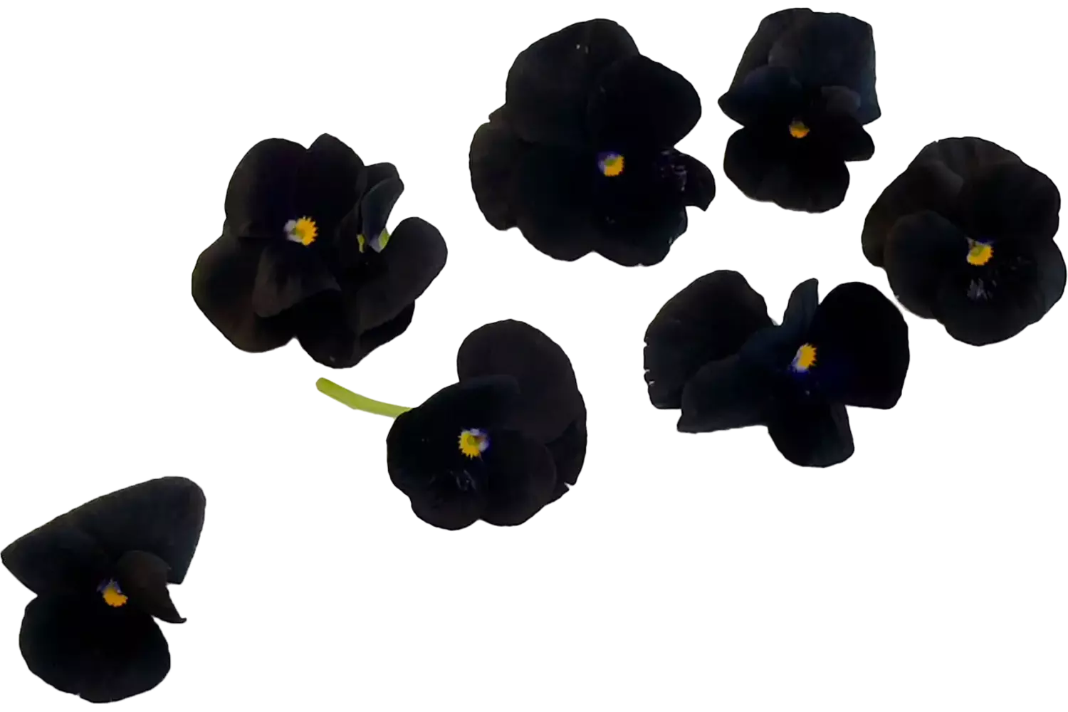 Eetbare bloem Viooltjes zwart 22st. stuk 1