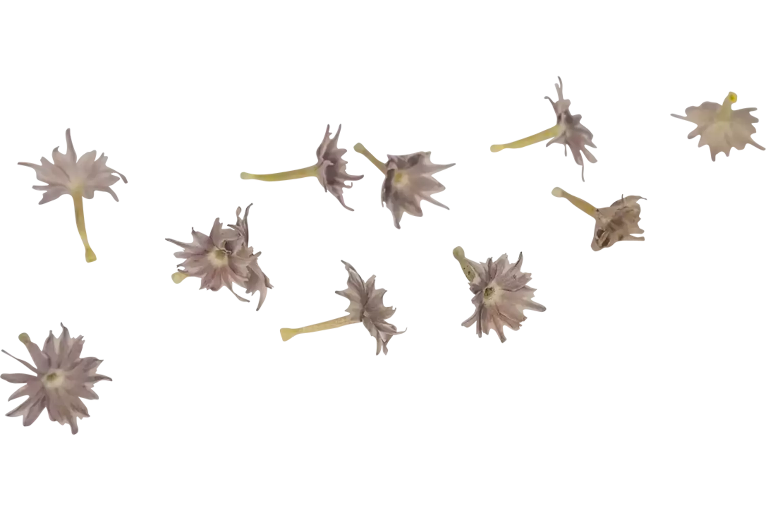 Eetbare bloem Flox 20st. stuk 1