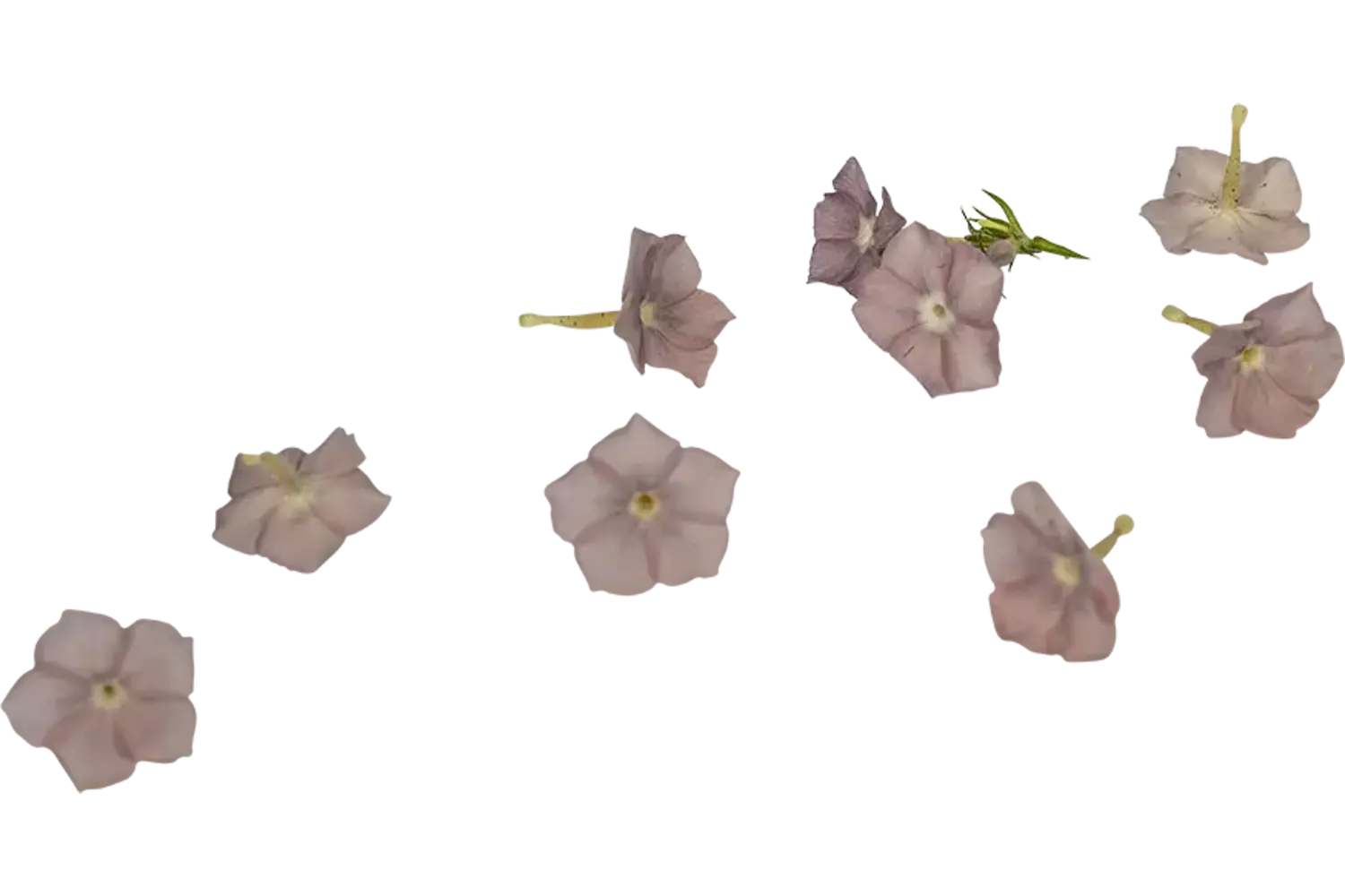 Eetbare bloem Flox mix 35st. stuk 1