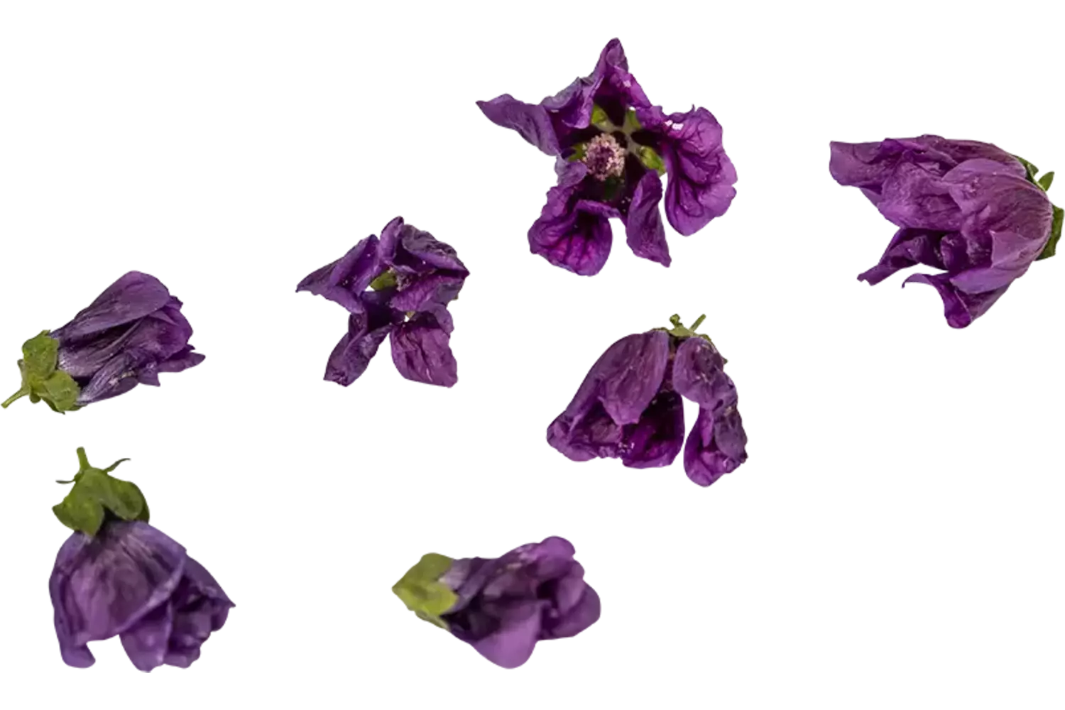 Eetbare bloem Muskuskaasjeskruid 15st. stuk 1