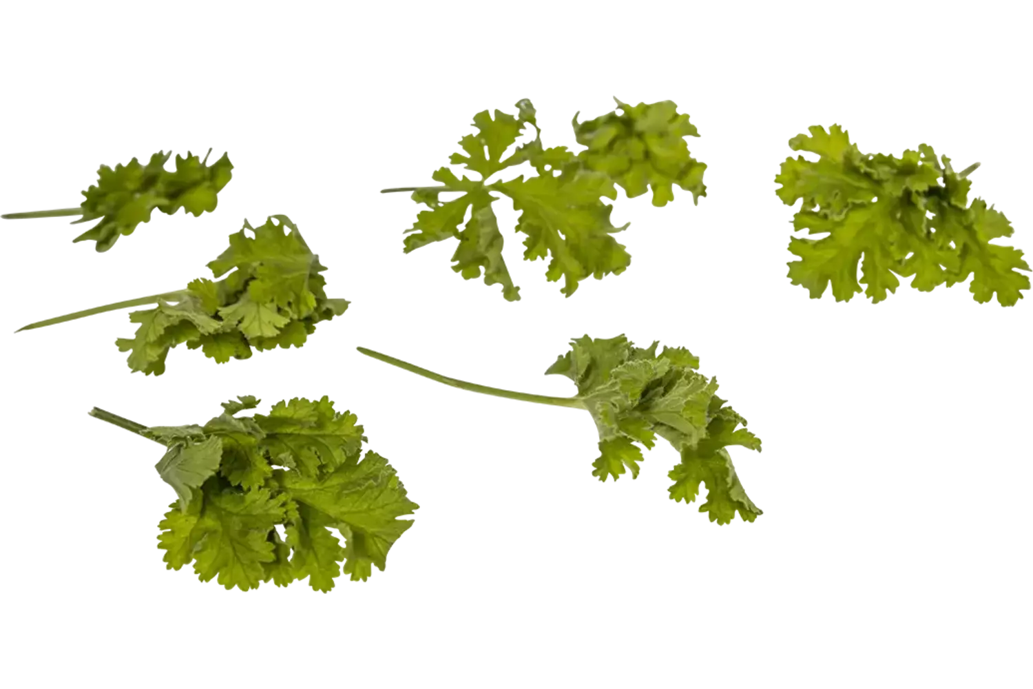 Geranium blaadjes hazelnoot 40st. stuk 1