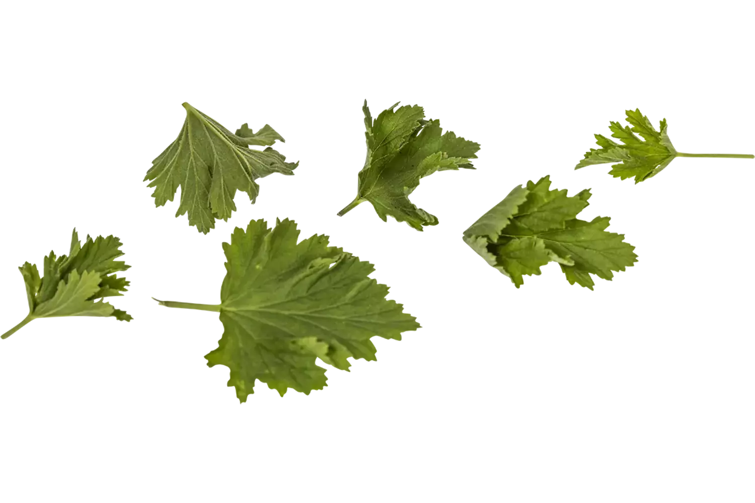 Geranium blaadjes limoen 40st. stuk 1