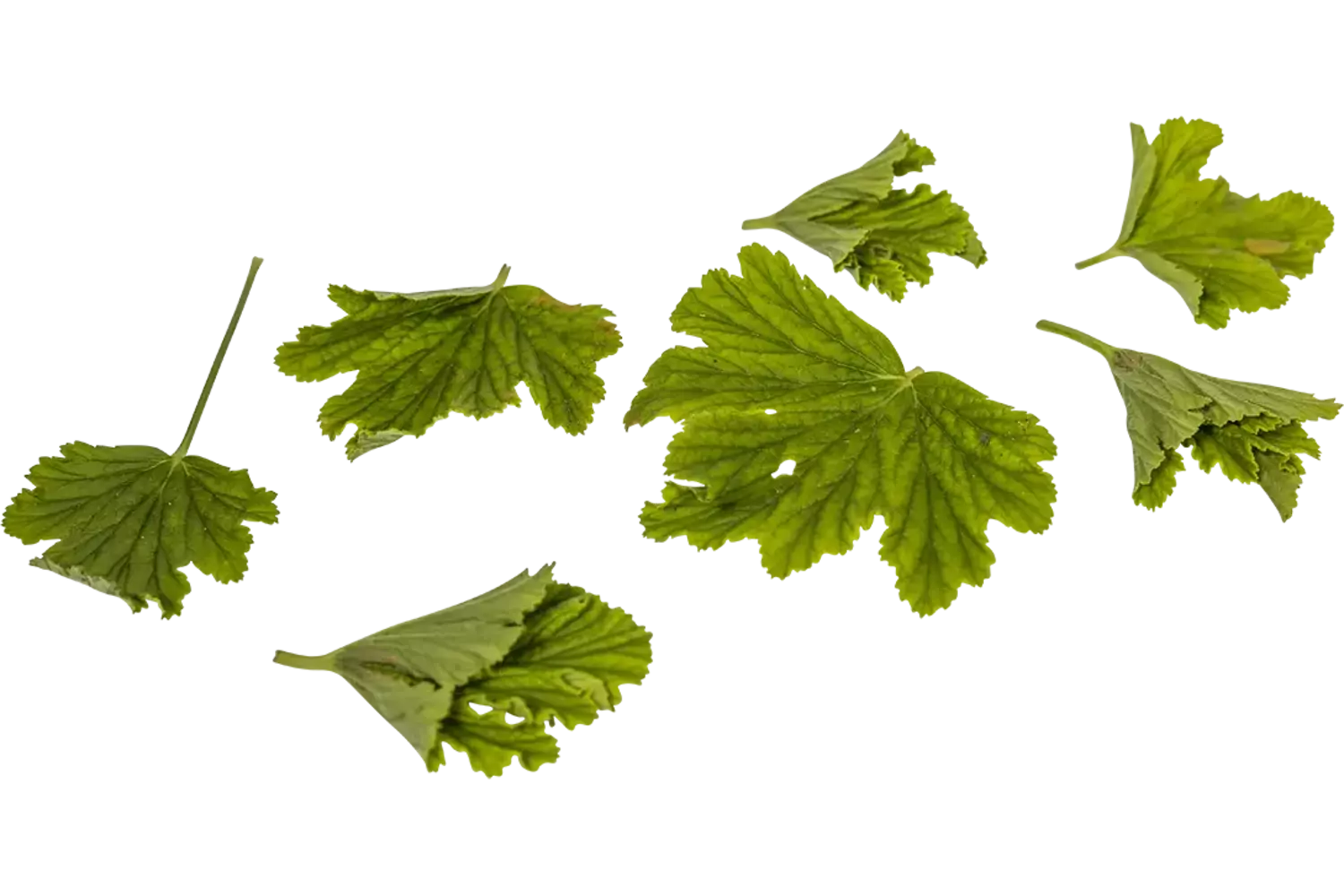 Geranium blaadjes sinaasappel 40st. stuk 1