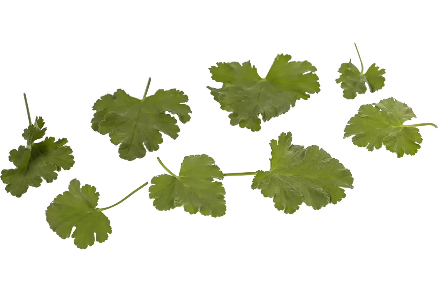 Geranium blaadjes appel 40st. stuk 1