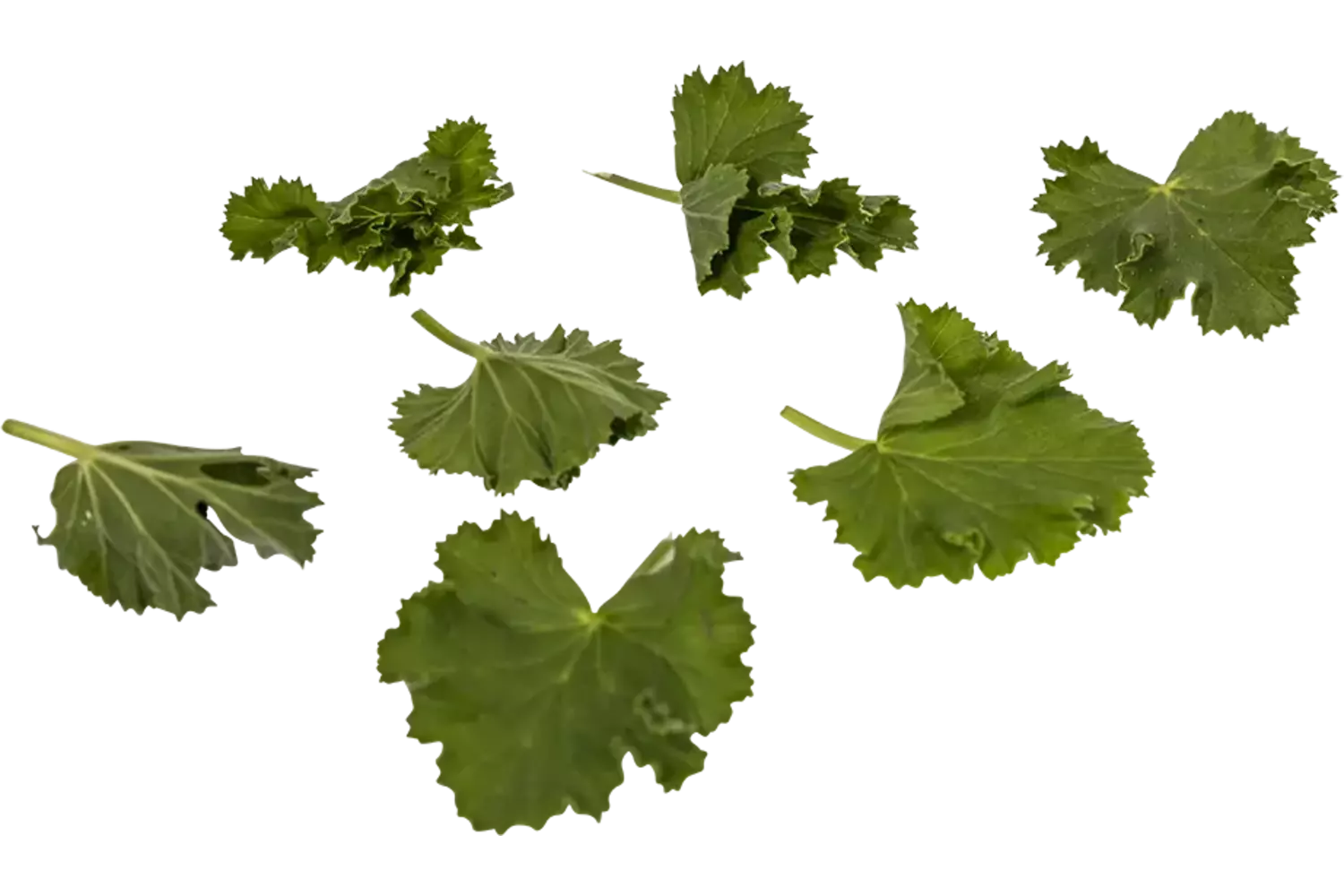 Geranium blaadjes cola 40st. stuk 1