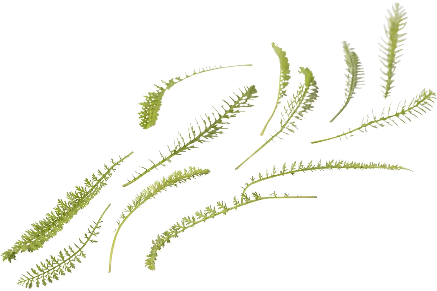Duizendblad cress +-- 40 st stuk 1