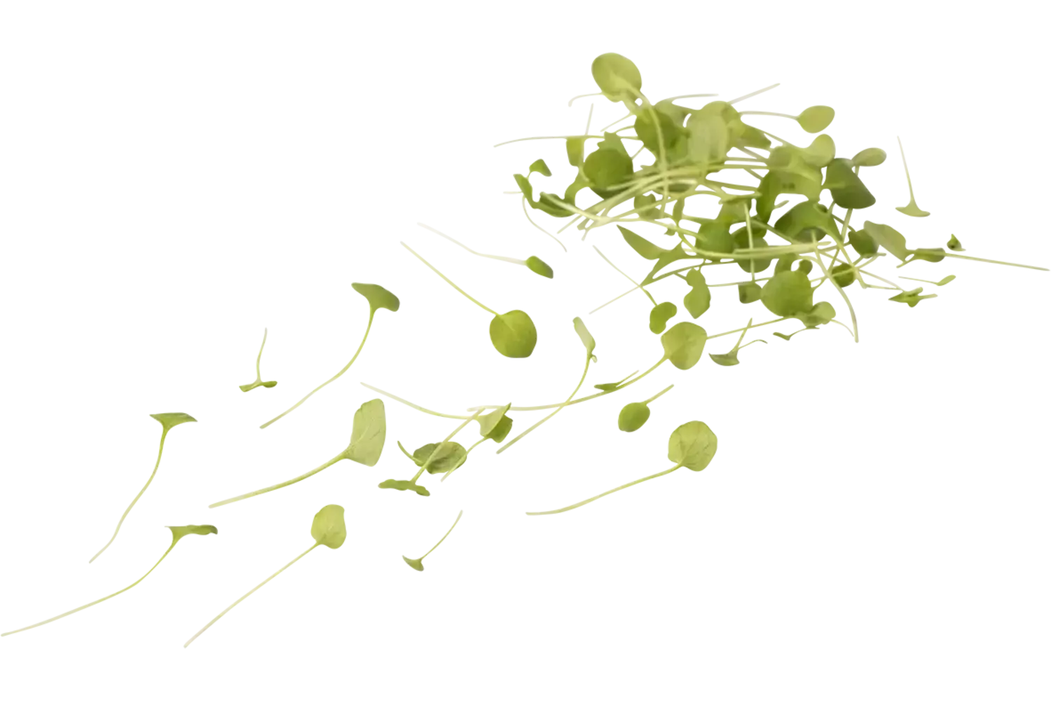 Veldkers jong 15gr stuk 1