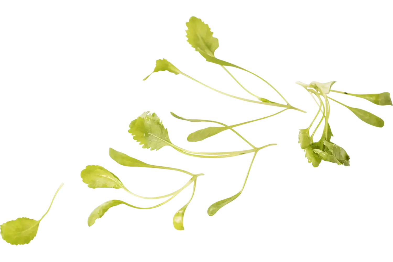 Tuinkers groot blad 30gr. stuk 1