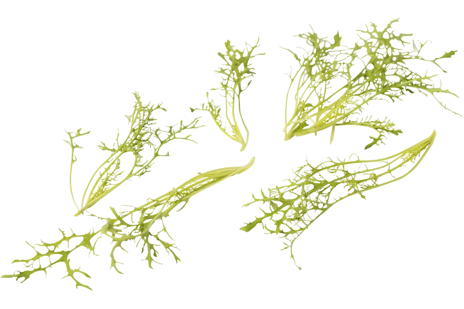 Mosterd frilly groen 20gr. stuk 1