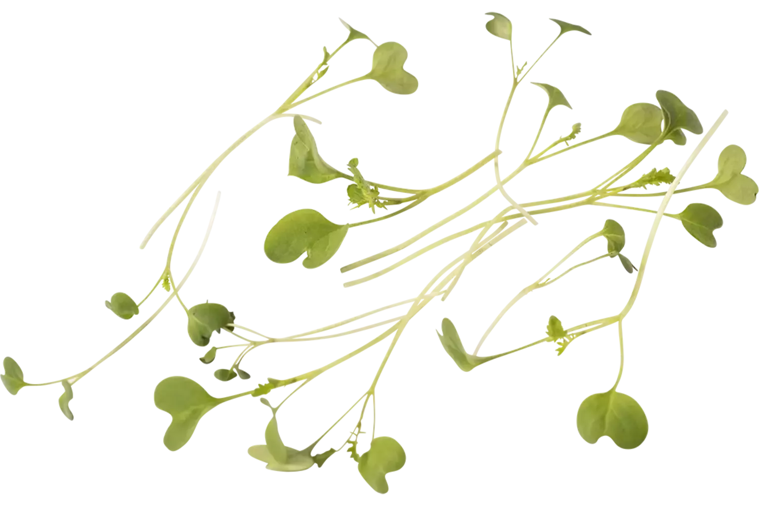 Gele mosterd 20gr. stuk 1