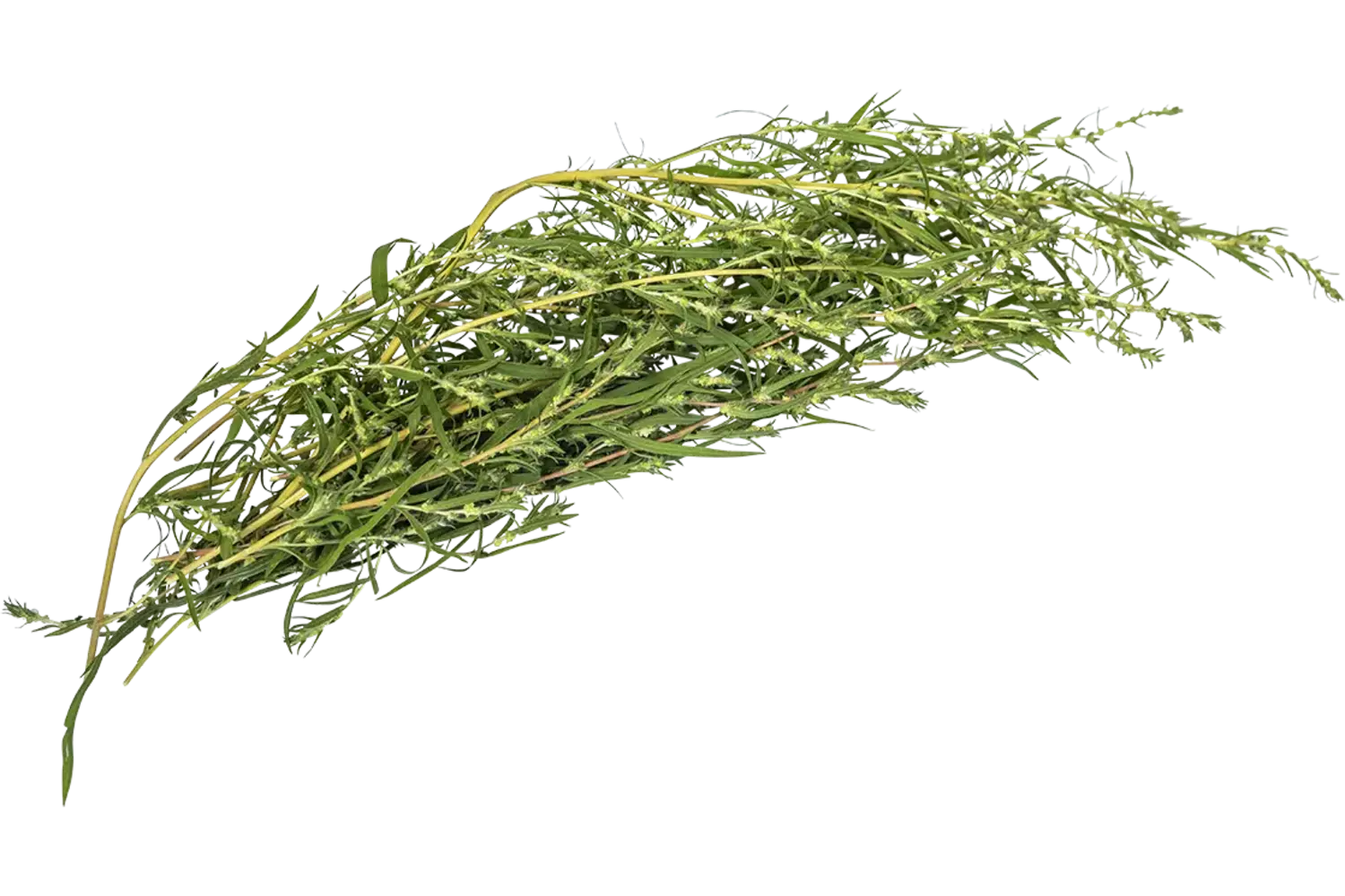 Waterpeper 25gr stuk 1