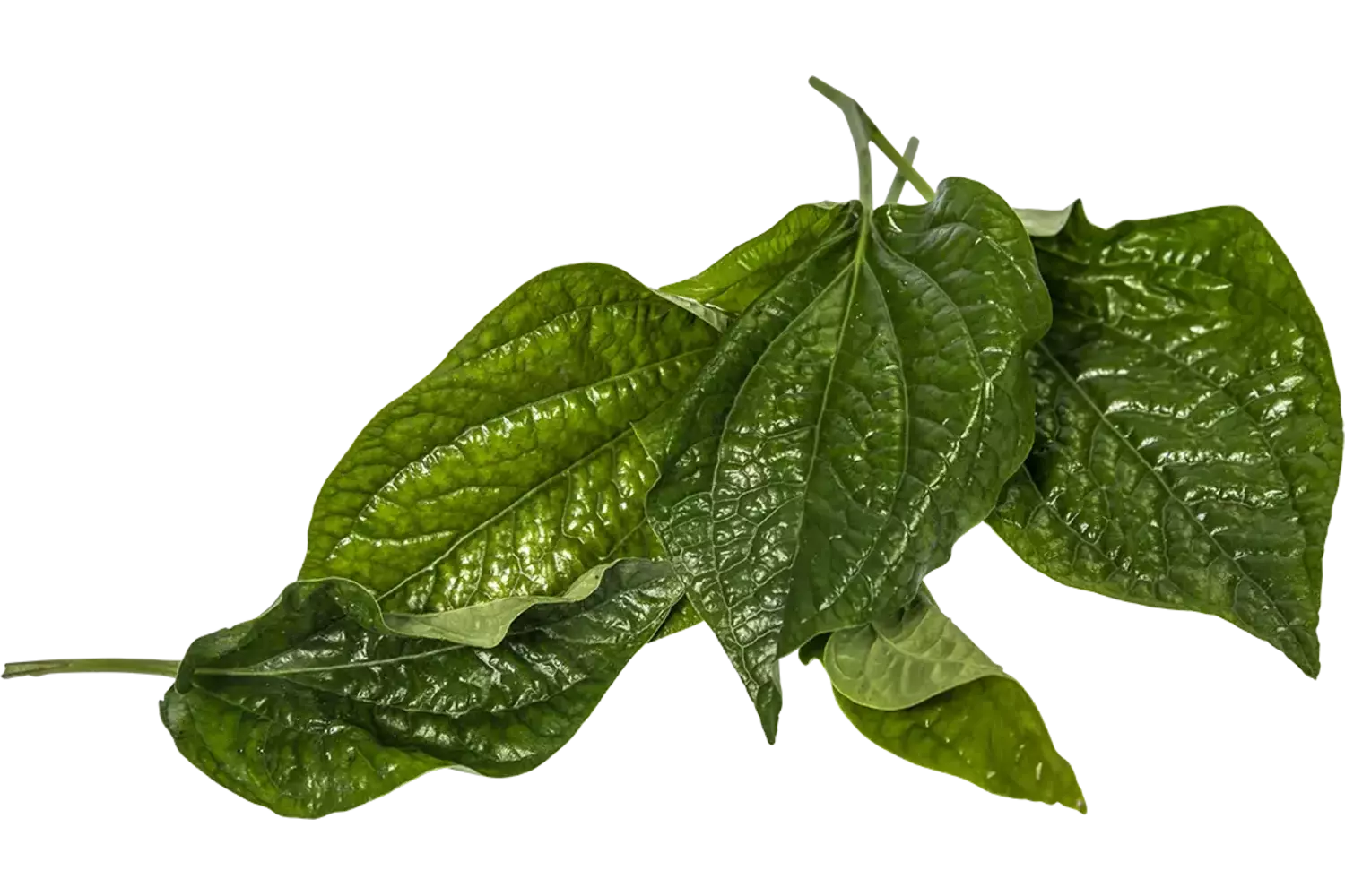 Betelpeper blad 25gr. stuk 1