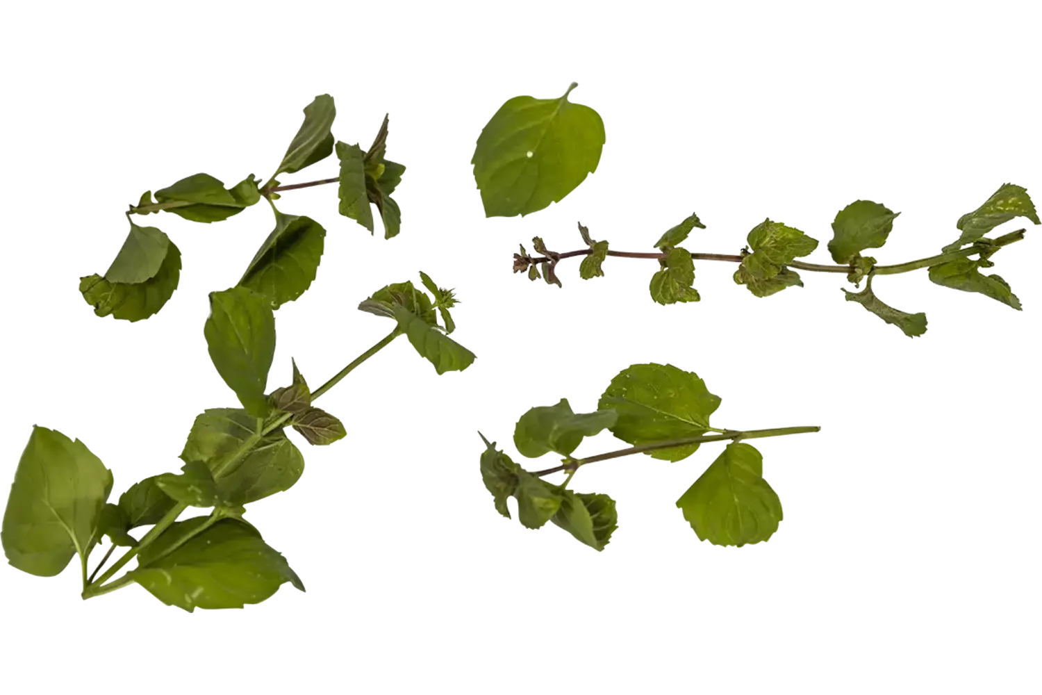 Sinaasappelmunt 20gr. stuk 1