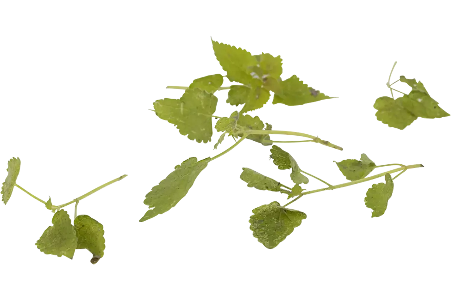 Akkermunt schaaltje 15gr stuk 1